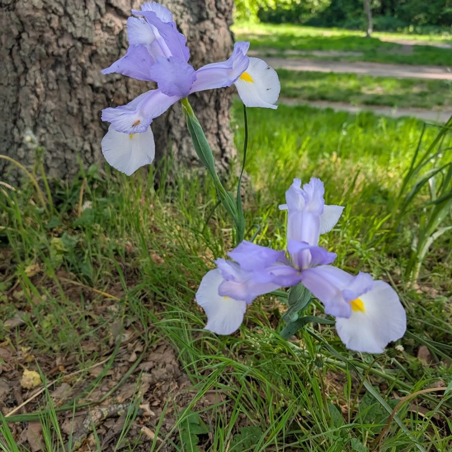 Clapham Common in Bloom!!!

🌸🌻🌼🌷🌺🪻🏵️💐💠💮🪷

The Common was looking glorious this morning and the flowers were looking stunning!