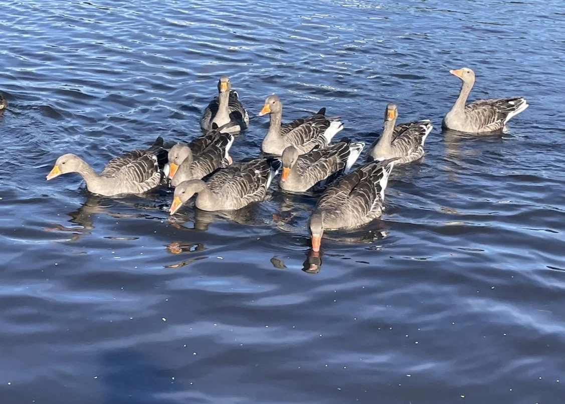 Group of geese swimming in a body of water.
