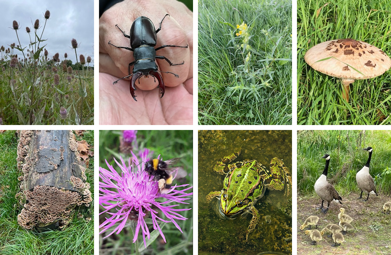 Collage of nature scenes featuring various plants, flowers, insects, a frog, and birds, including a field of wildflowers, a beetle, a flowering plant, a mushroom, a tree fungus, a bee on a pink flower, a frog in water, and a flock of geese with goslings.