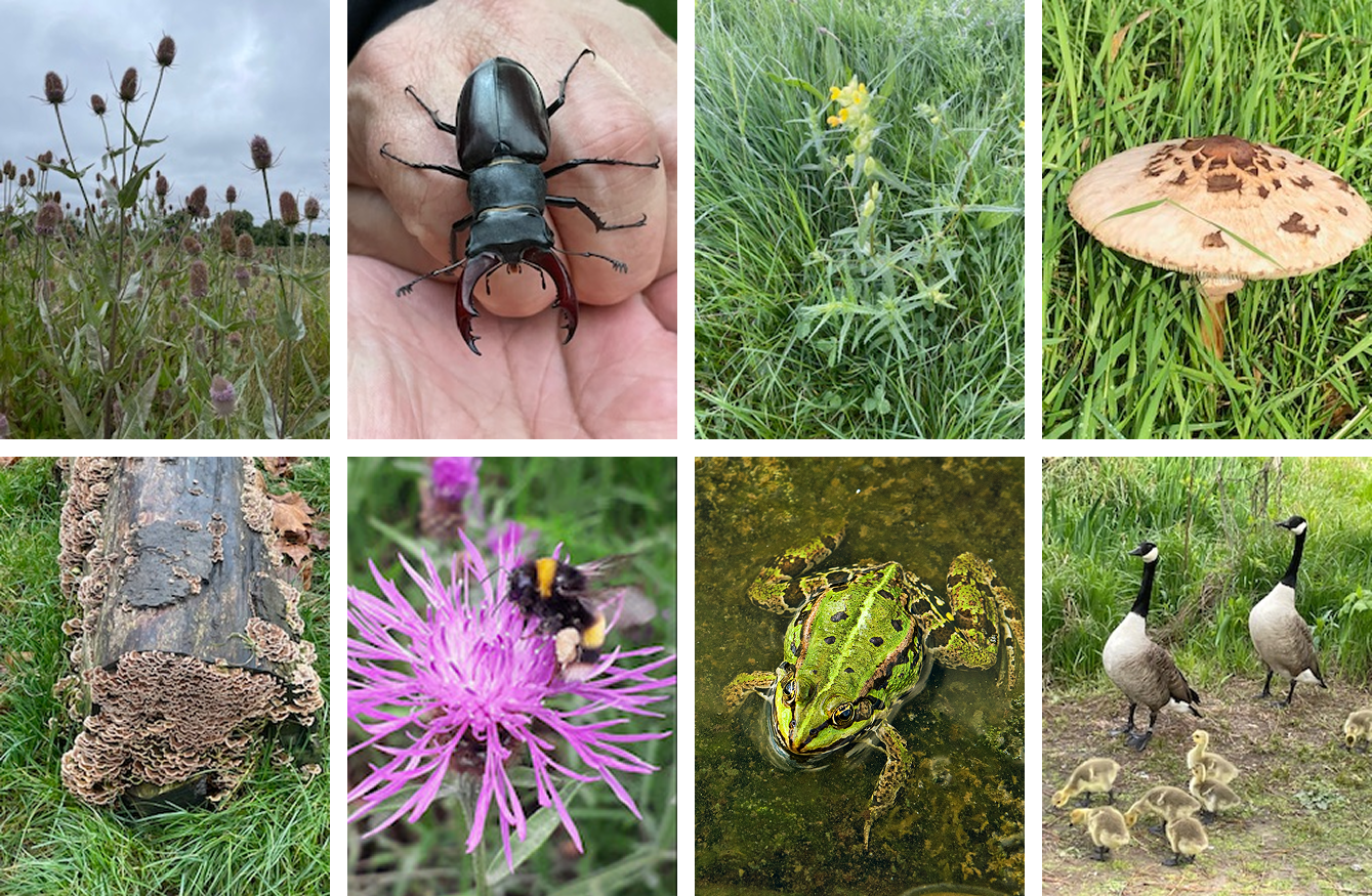 Nature Reserve | Explore and Support Local Nature — Friends of Clapham ...