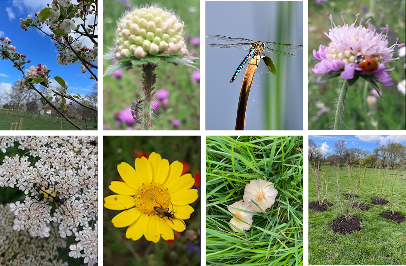 Collage of various springtime garden and nature scenes, including blooming flowers, insects, mushrooms, and newly planted trees.