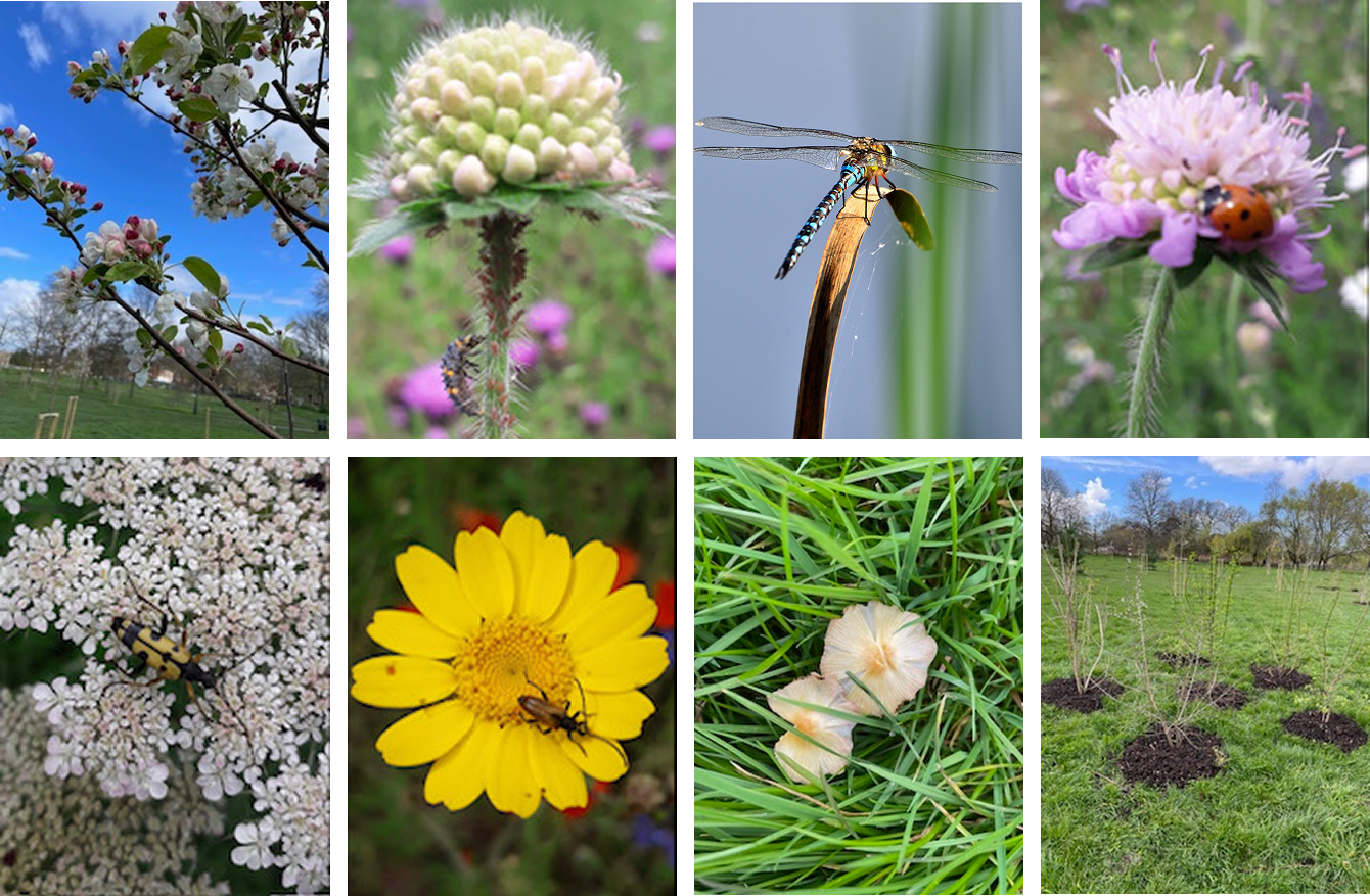 Nature Reserve | Explore and Support Local Nature — Friends of Clapham ...