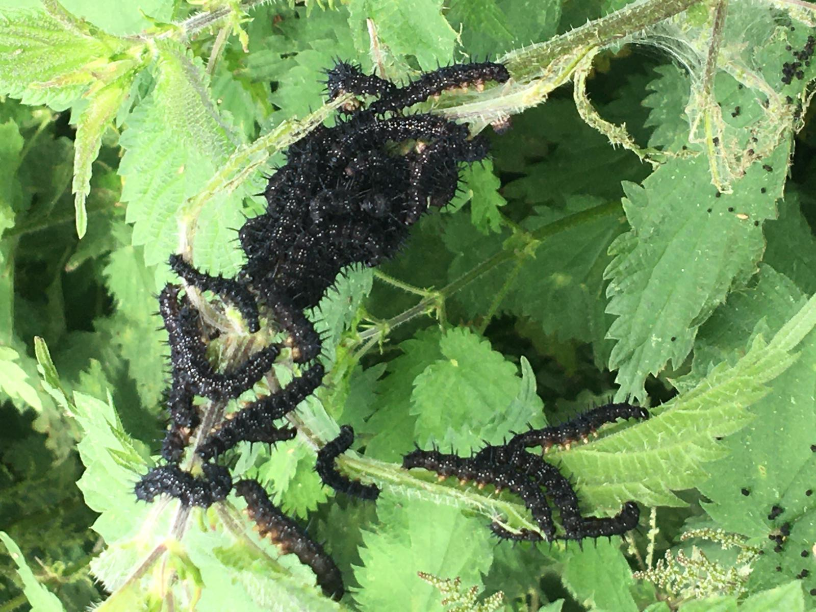Several black caterpillars with spines on green leaves and stems of a plant.