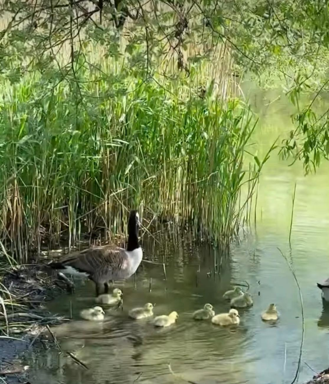 A Canada goose mother with eleven ducklings swimming in a pond near tall green reeds and trees.