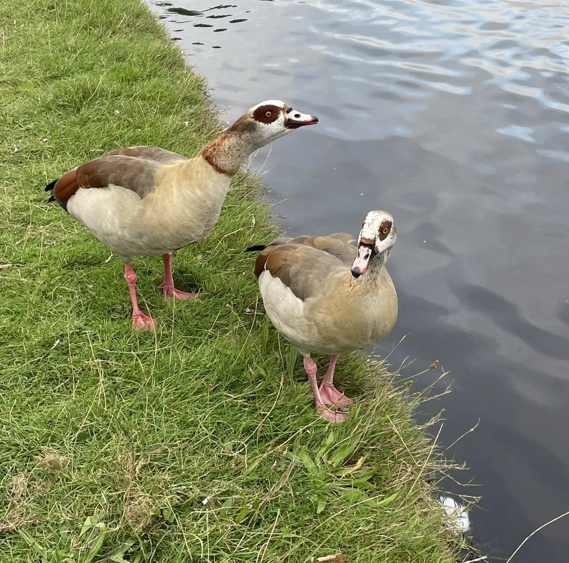 Two Egyptian geese standing on grassy bank next to a body of water, looking towards the camera.