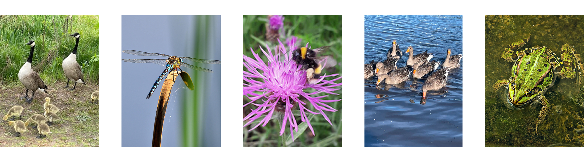 Ducks, Dragonfly, Bumble Bee, Ducks, Frogs