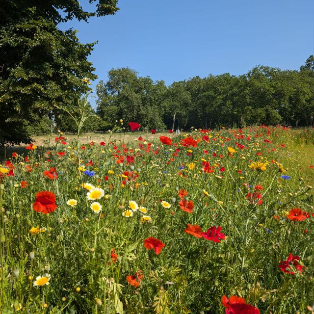 A colorful wildflower meadow under a clear blue sky, with a variety of red, yellow, white, and blue flowers, and trees in the background.