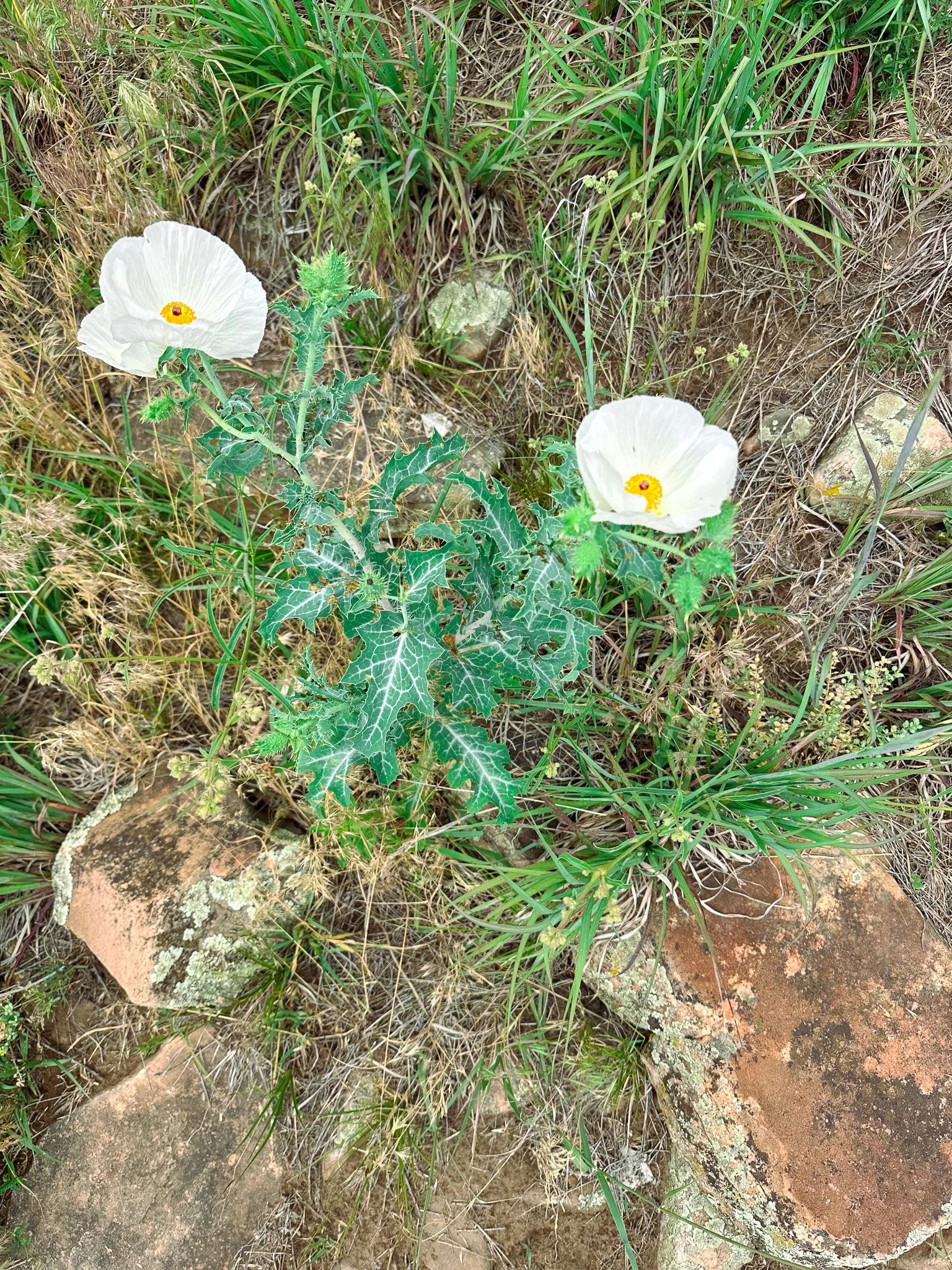 trail_bay_to_bay_prickly_poppies.jpg