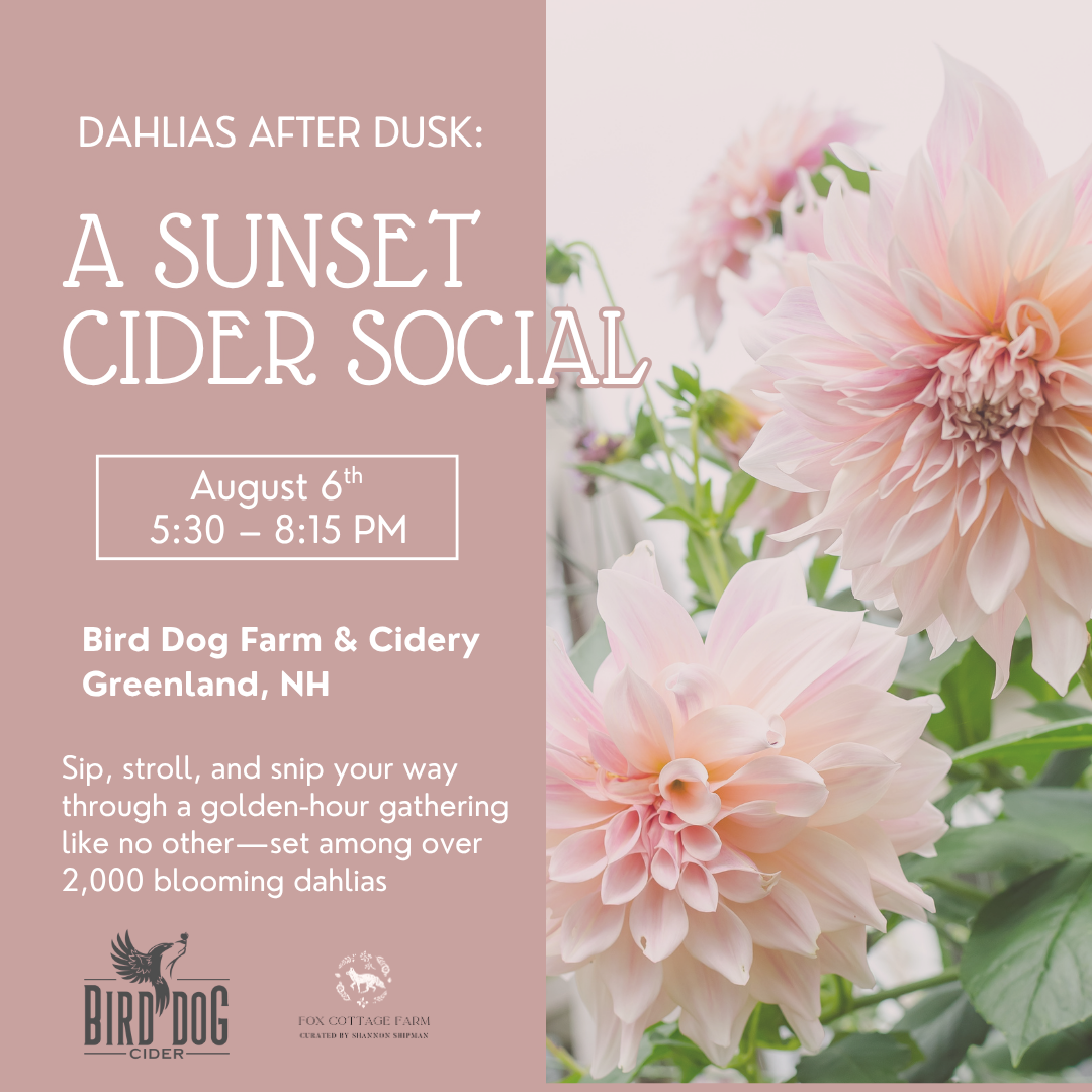 Dahlia’s After Dusk : Sunset Social