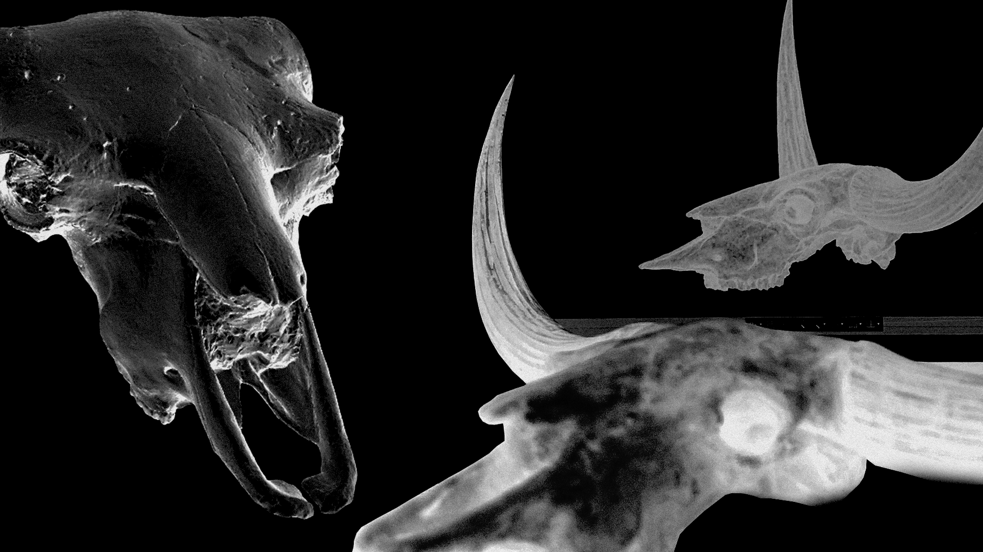 3D Scan Bison Scull