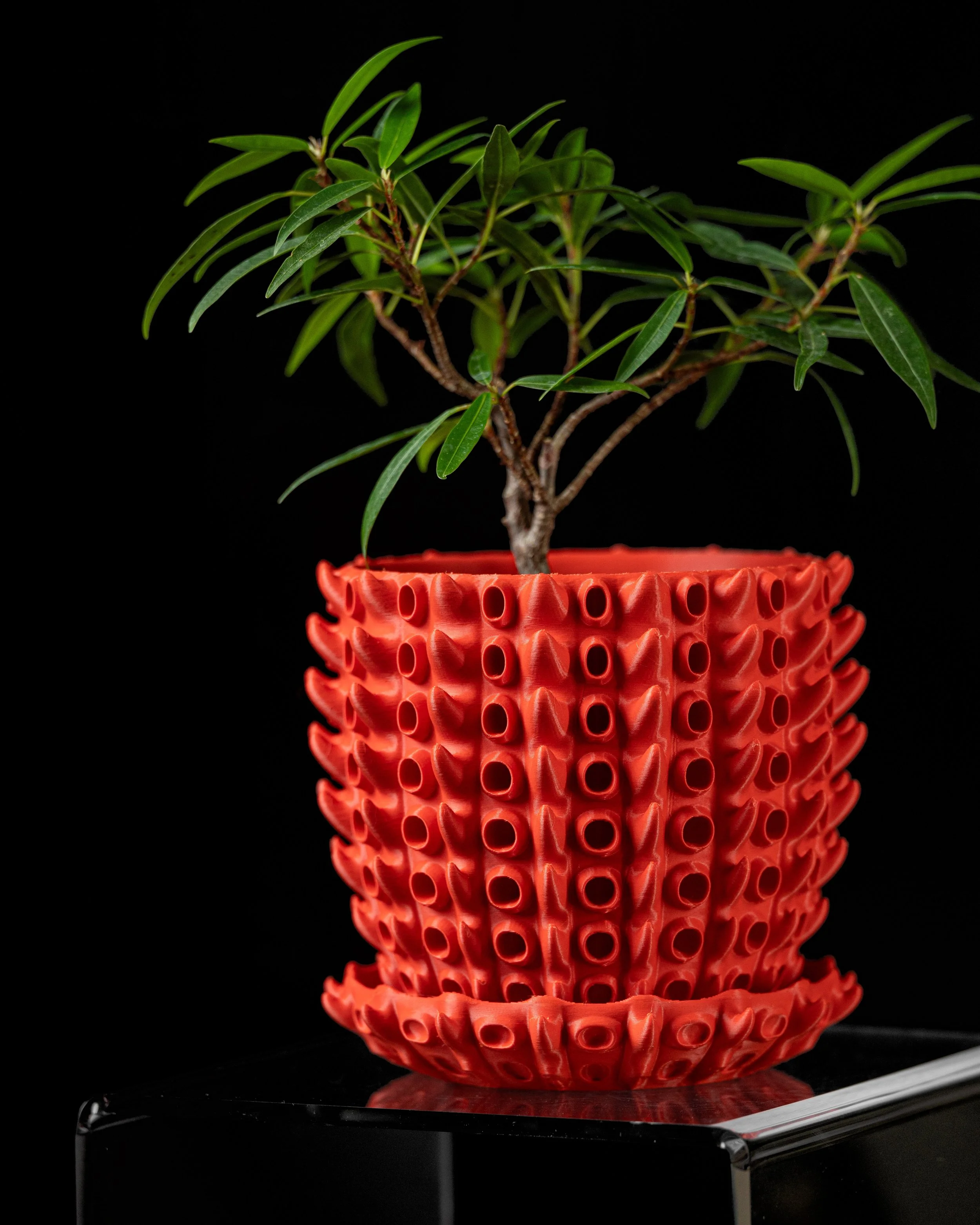 Barnacle Planter