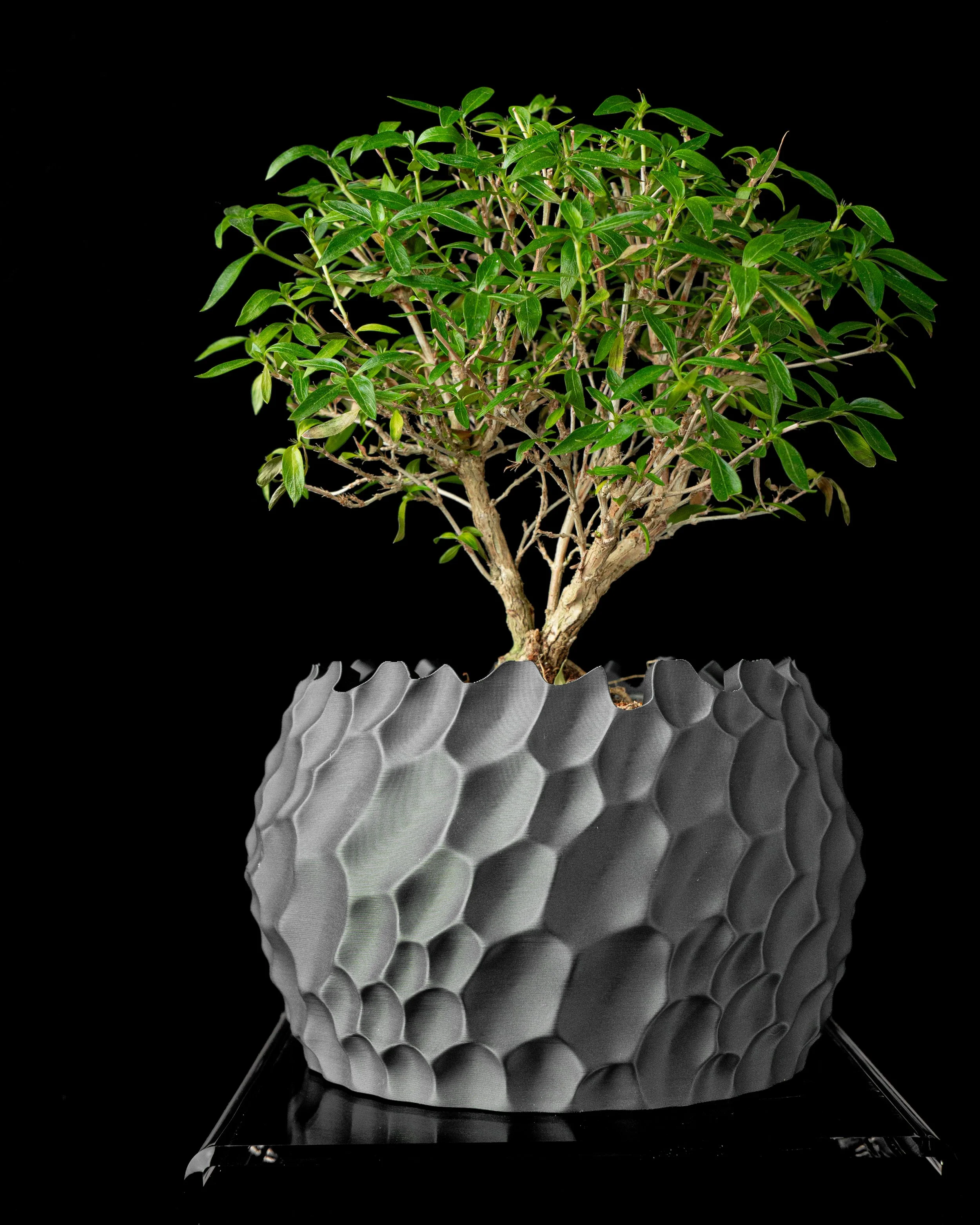 Dune Planter