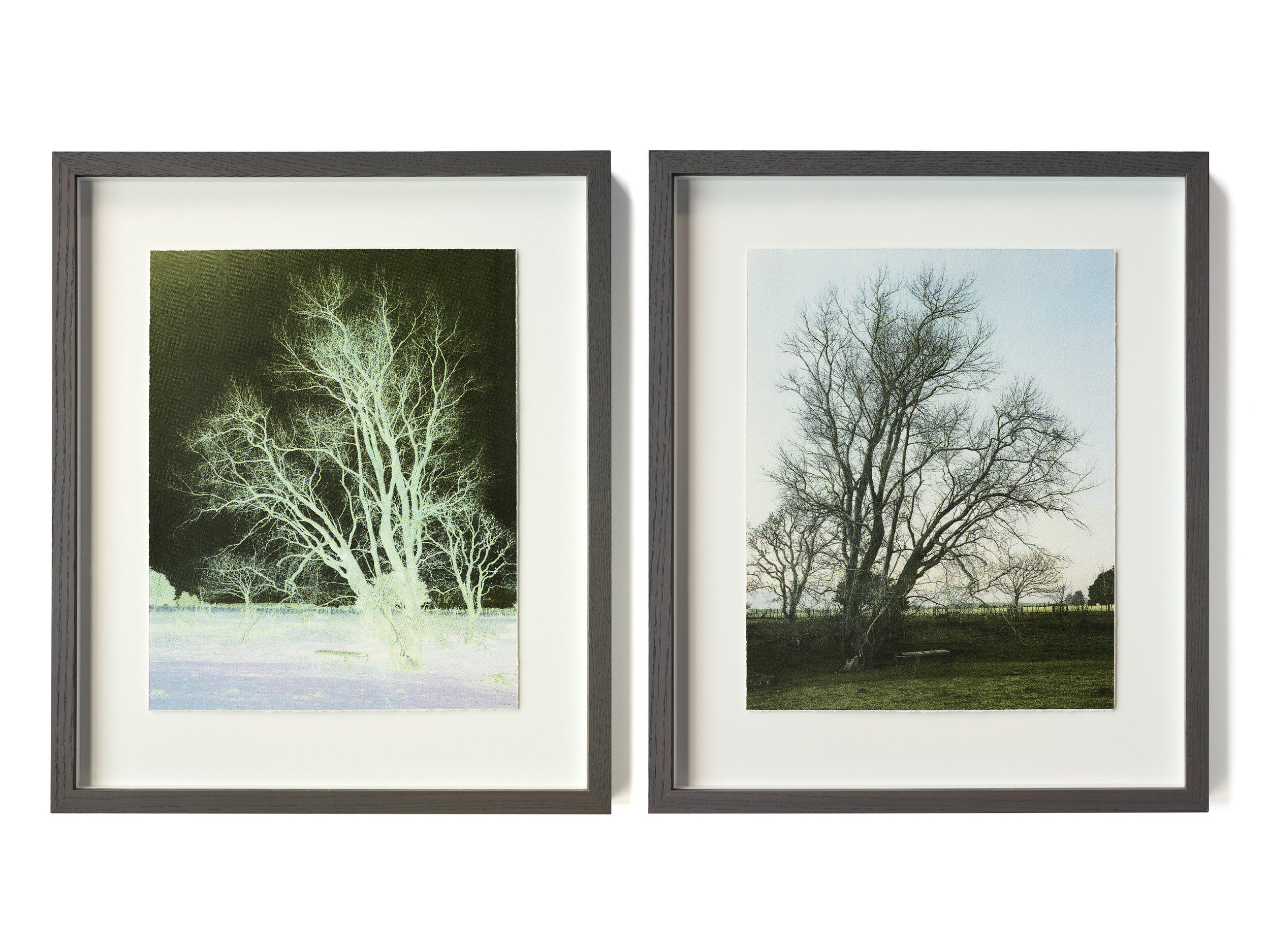 Poplar Tree in Winter