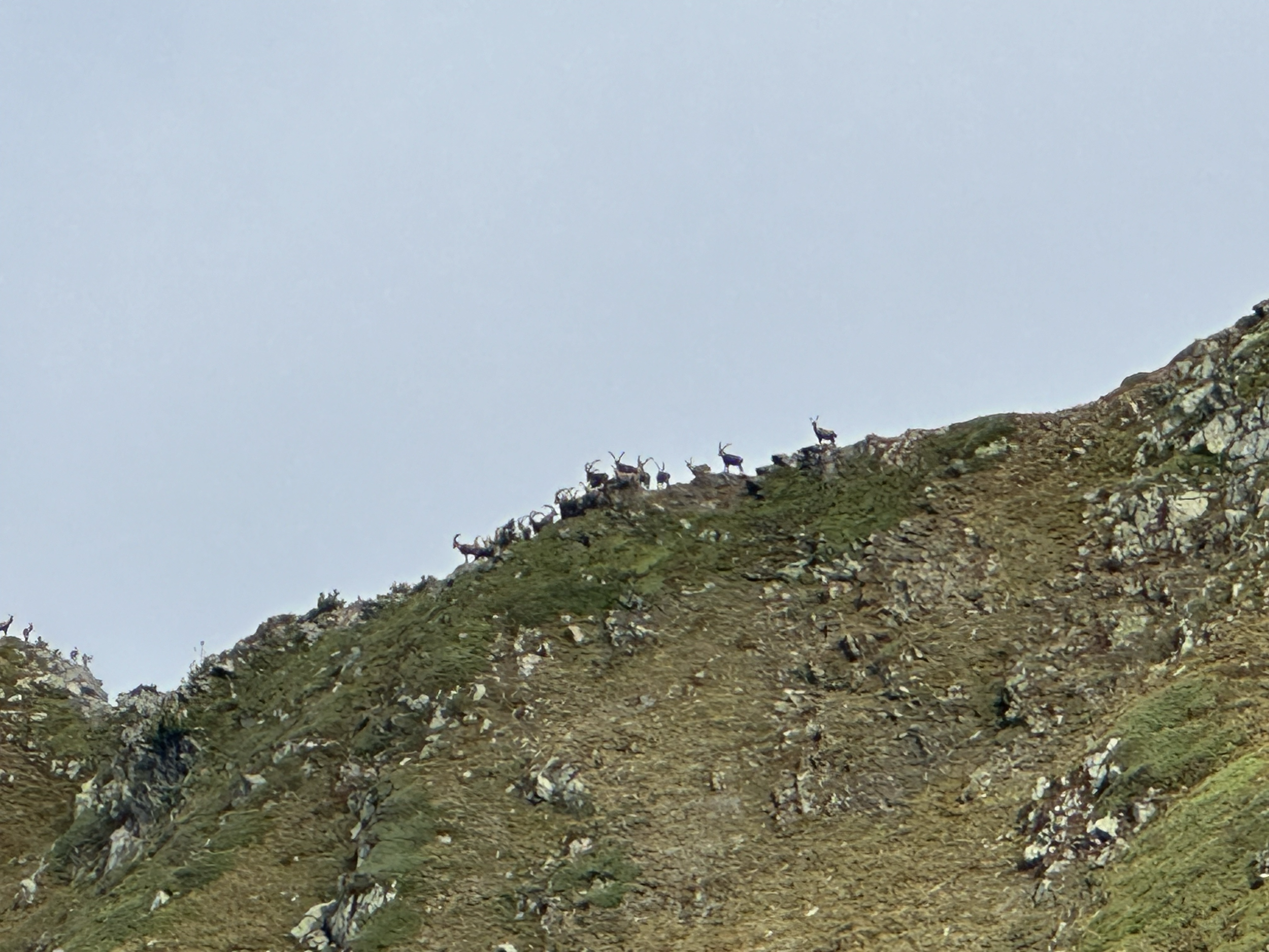 Bouquetins sur la crête