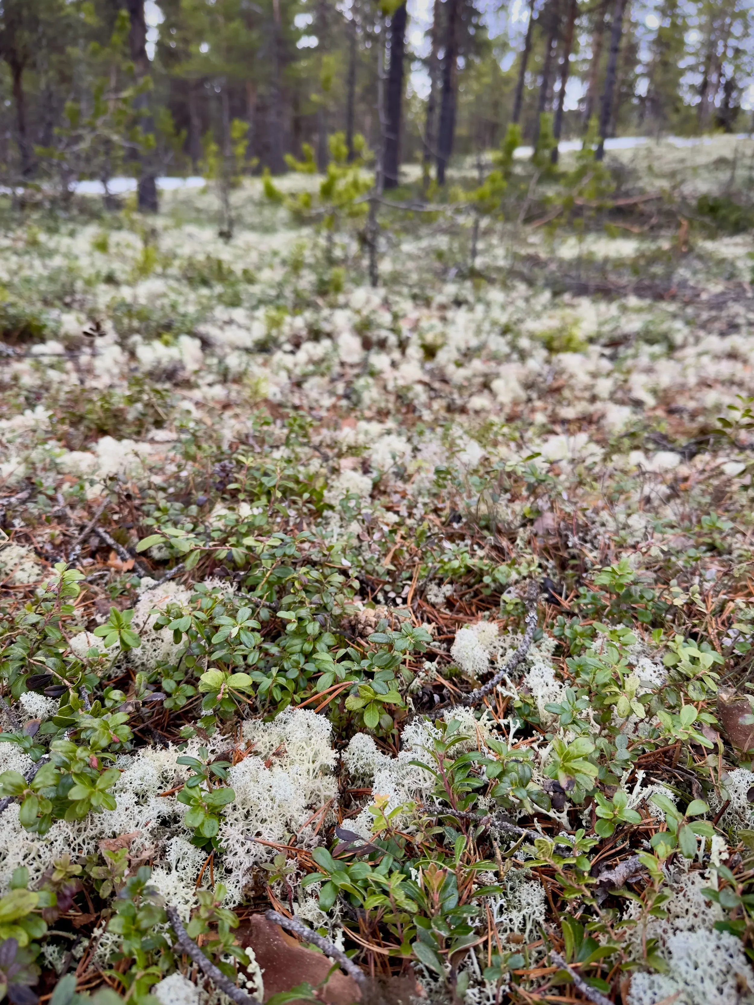 Randonnée nature guidée Norvège_3.webp