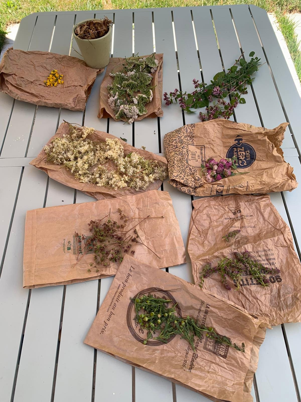 Cueillette de nos plantes