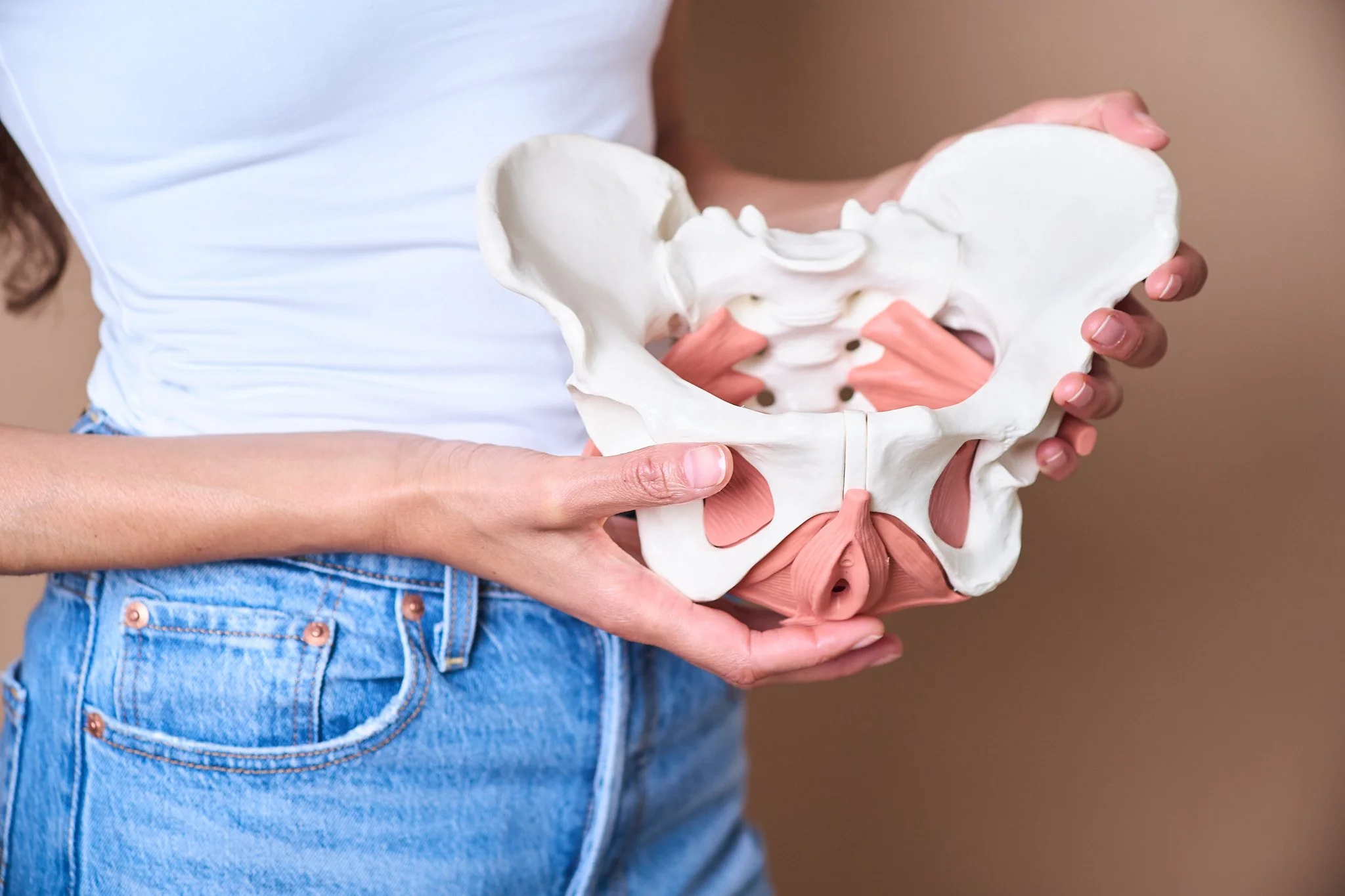 Eine Person hält ein weißes anatomisches Beckenmodell mit Muskeln des Beckenbodens vor einem neutralen Hintergrund.