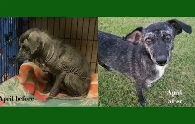 April before and after.jpg