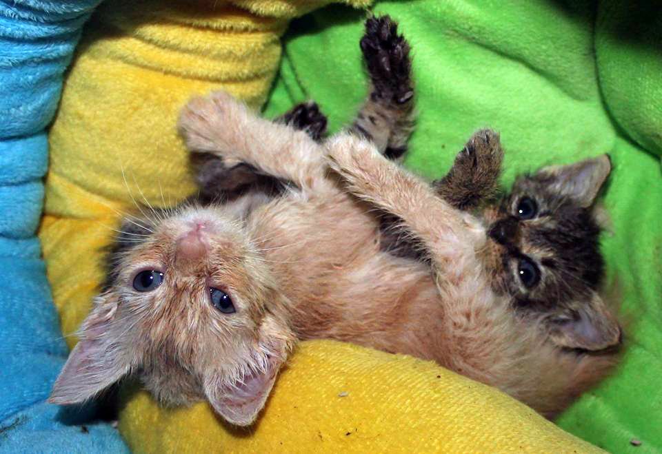 2 kittens.jpg