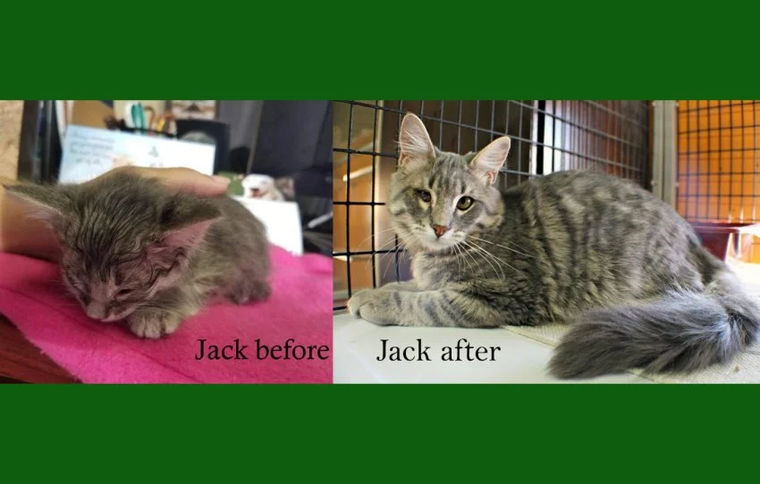 Jack b and a.jpg