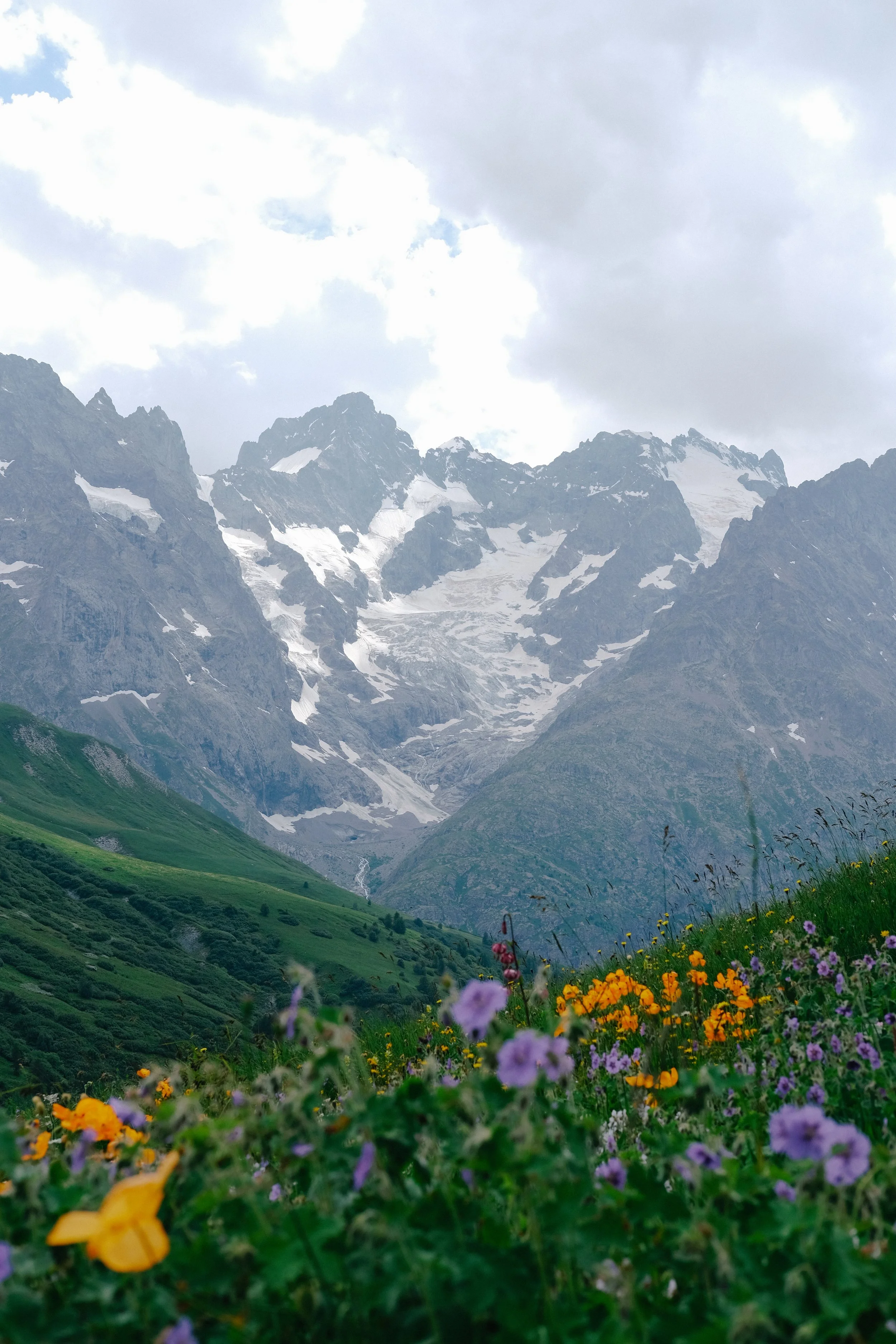 Champ de fleurs colorées devant des montagnes enneigées sous un ciel nuageux.