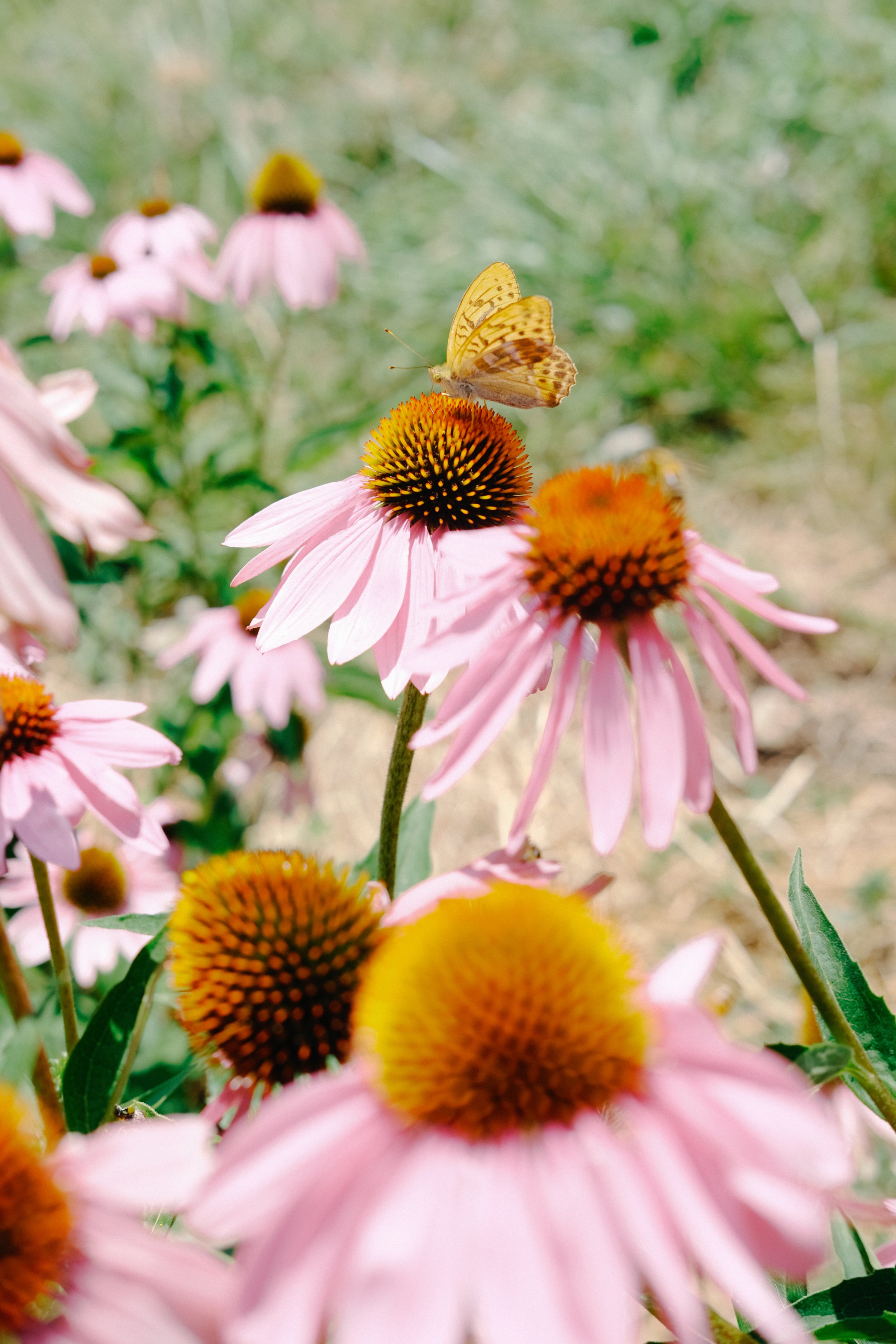 Deux papillons jaunes perchés sur des fleurs roses avec un centre orange et noir. Le fond est flou avec un peu de végétation verte.