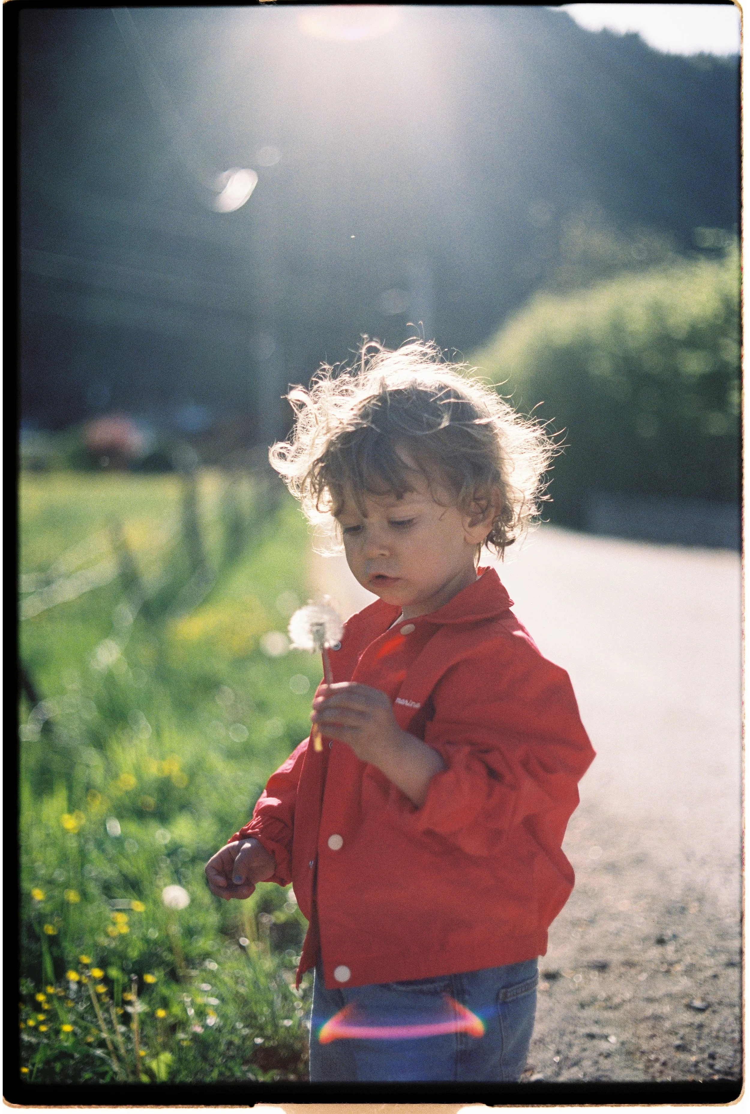 Un jeune garçon avec des cheveux bouclés et une veste rouge, tenant une pissenlit, se tenant à côté d'une route en plein air avec une végétation verte et des fleurs, en plein jour avec un soleil brillant.