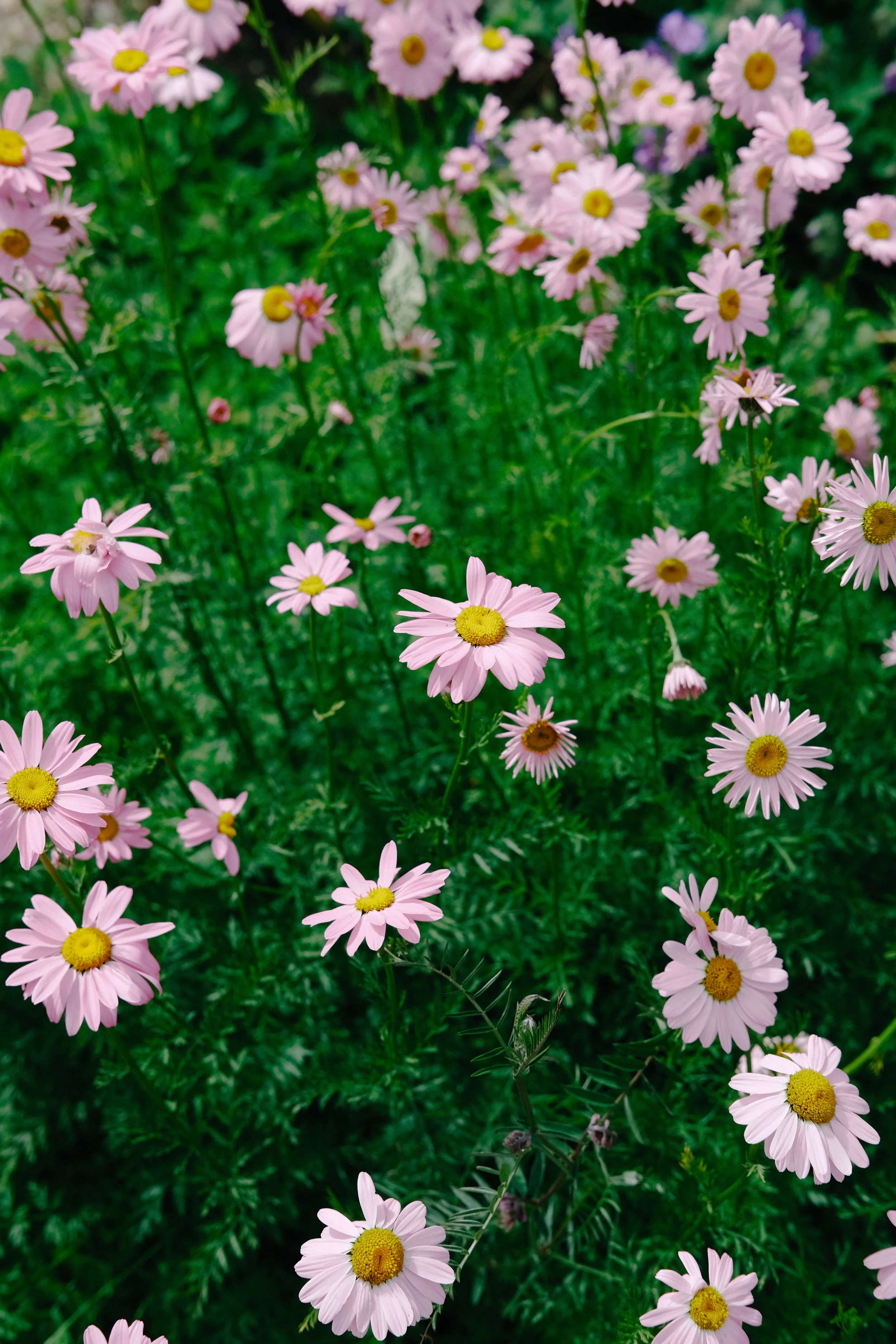 Fleurs de couleur rose avec des centres jaunes dans un environnement verdoyant.
