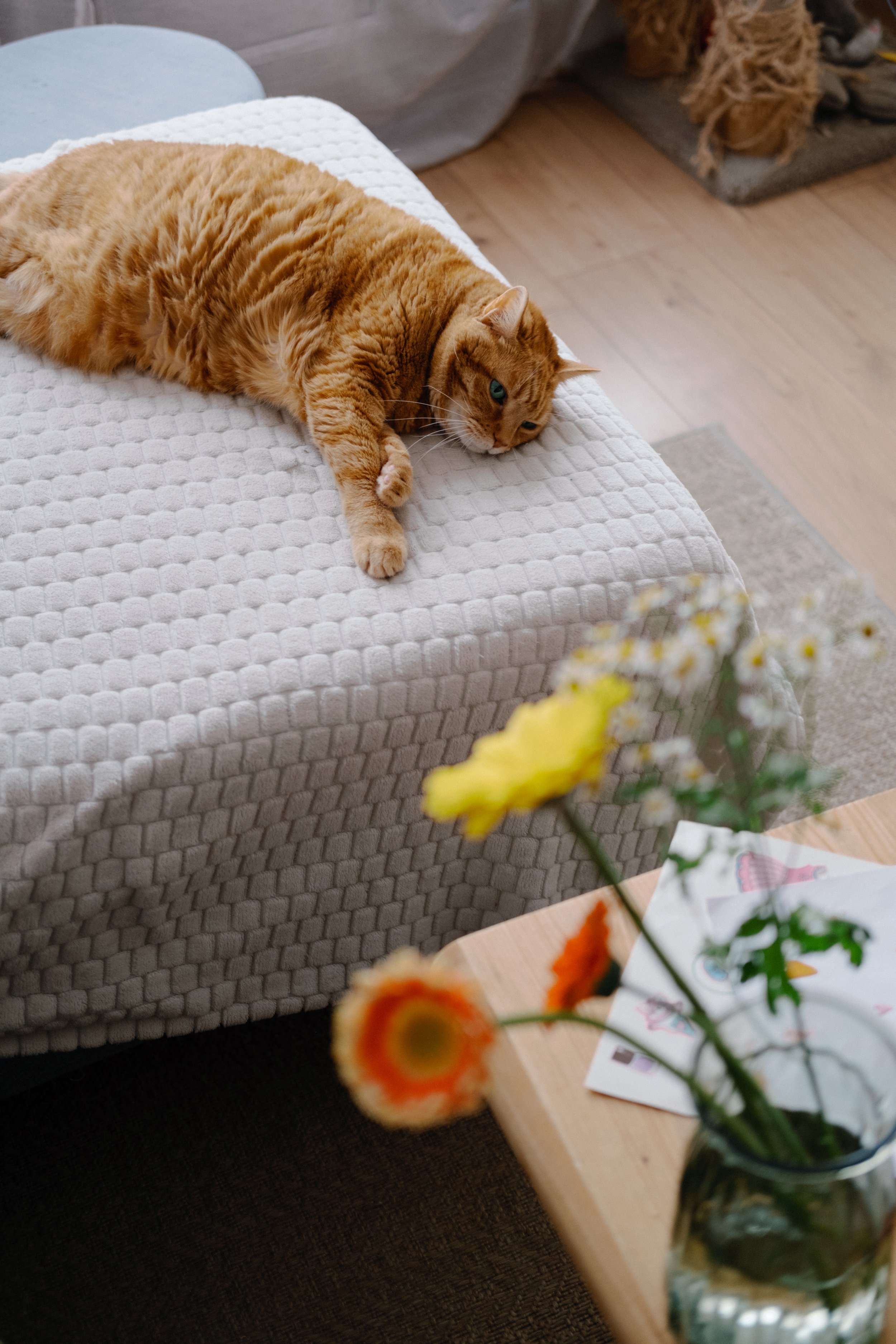 Un chat orange allongé sur un lit blanc à motifs, regardant vers le côté.