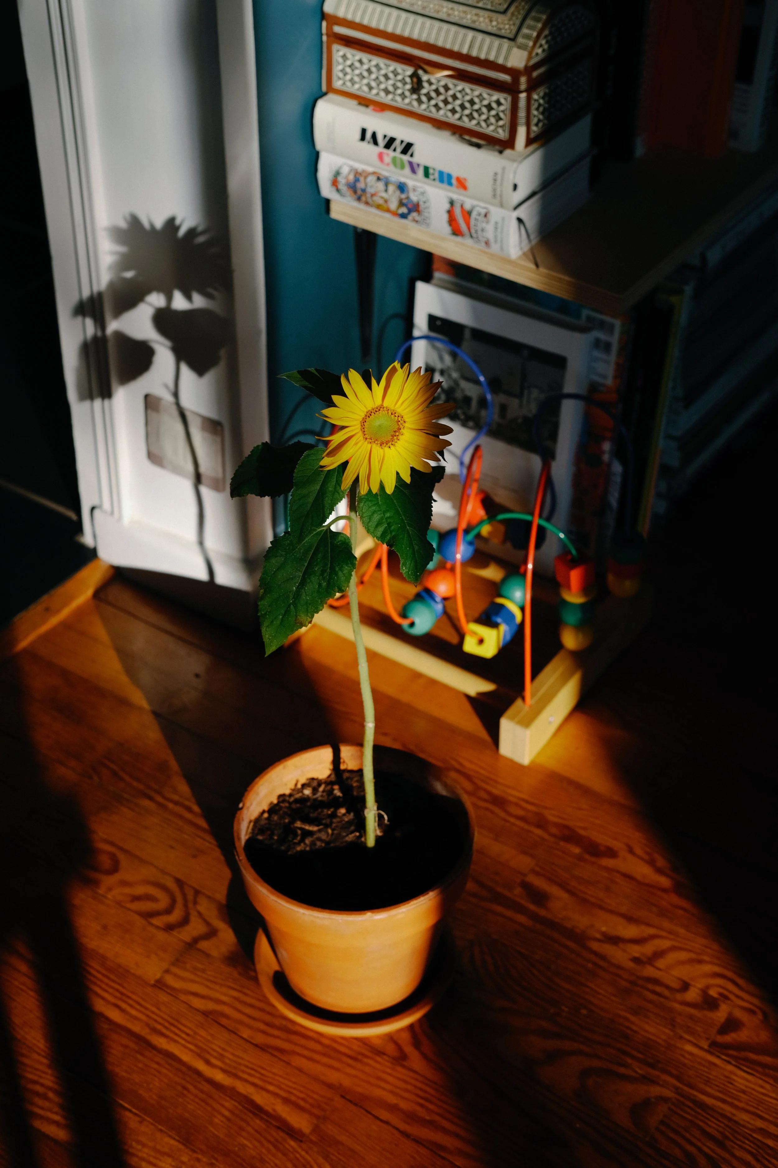 Un tournesol en pot de fleur jaune, avec une fleur jaune éclatante et des feuilles vertes, placee sur un sol en bois. En arrière-plan, des livres empilés sur une table et des jouets colorés.