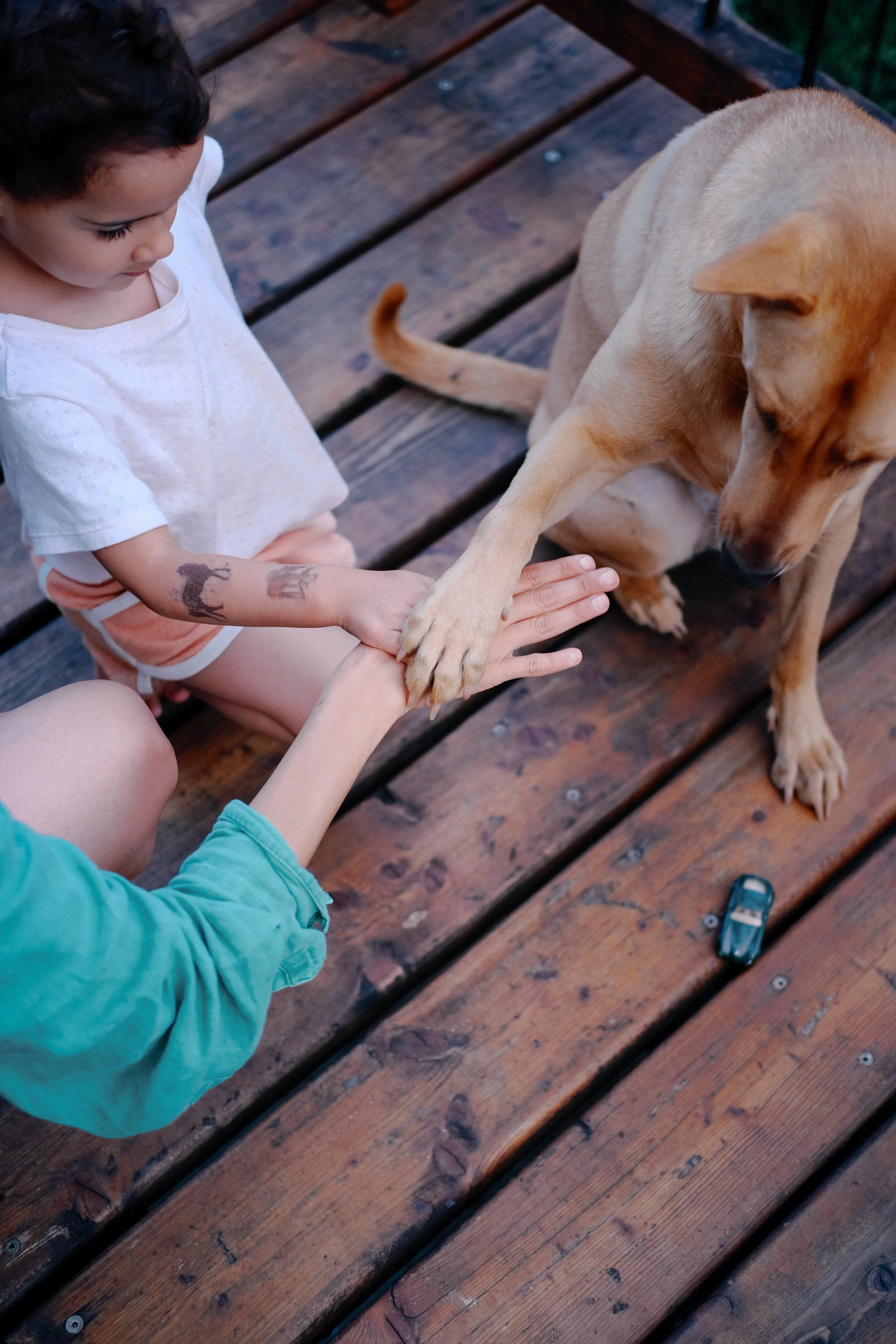 Un enfant et un chien jouent ensemble sur une terrasse en bois. L'enfant porte un t-shirt blanc et a une tatouage sur le bras. Le chien est couleur fauve clair.