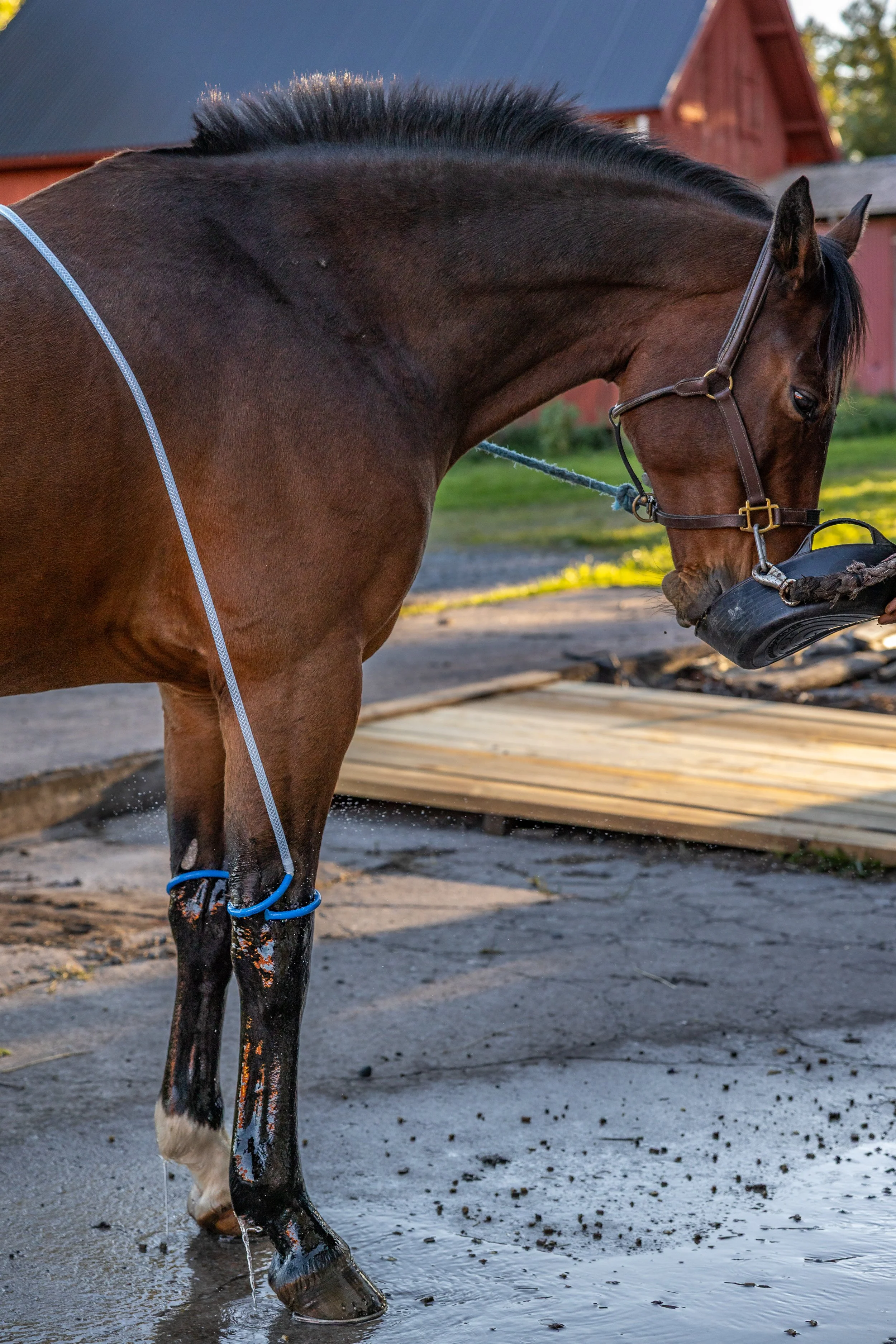 A brown horse being washed outdoors with a black bucket in its mouth, standing on a wet concrete surface near some wooden planks, with a red barn and green trees in the background.