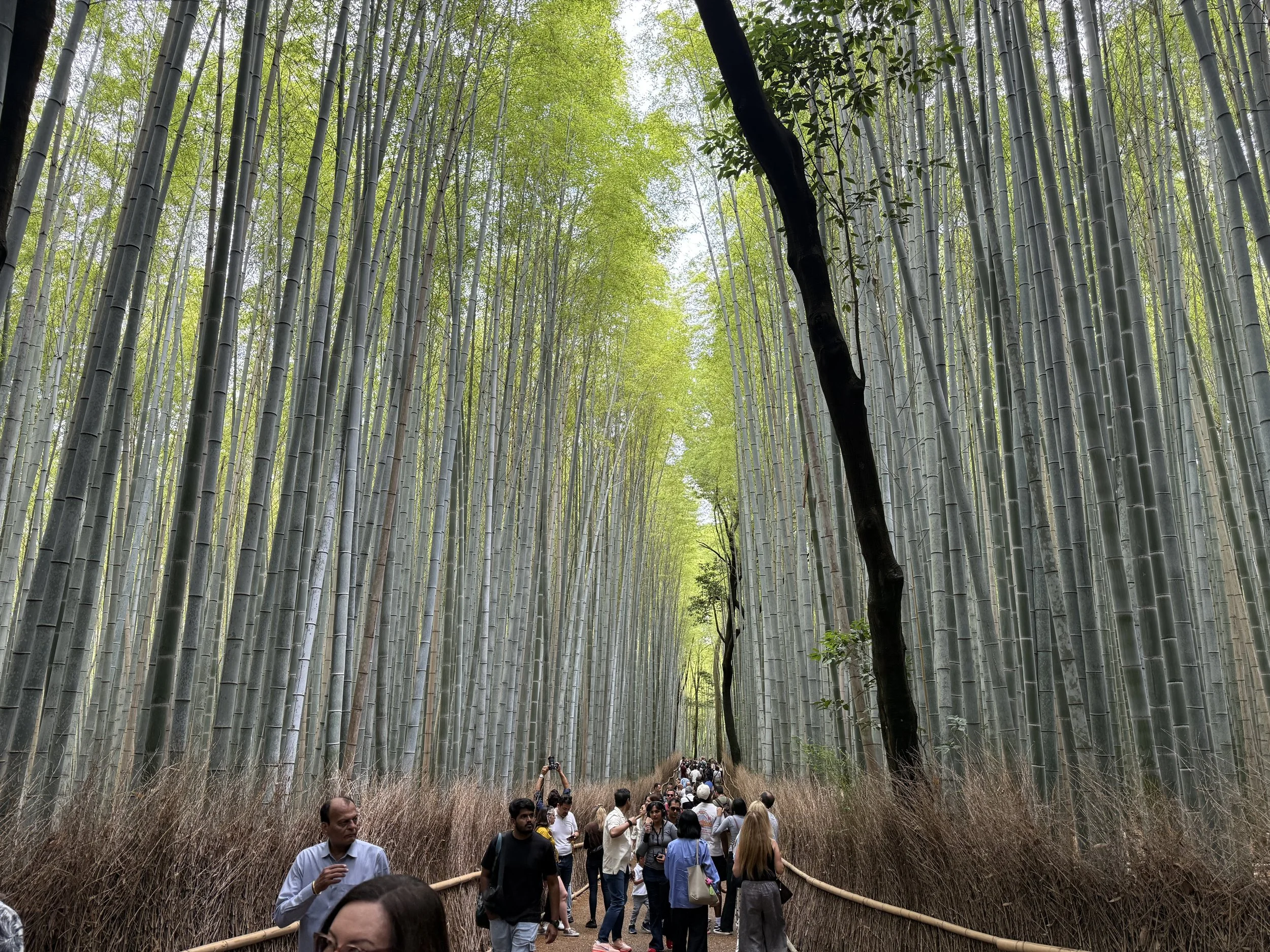 The Bamboo Grove in Japan, with massive stalks of bamboo towering over the walkway in-between. 