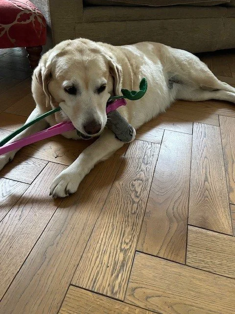 Labrador Retriever puppy lying on a wooden floor, chewing on a toy with colorful ribbons.