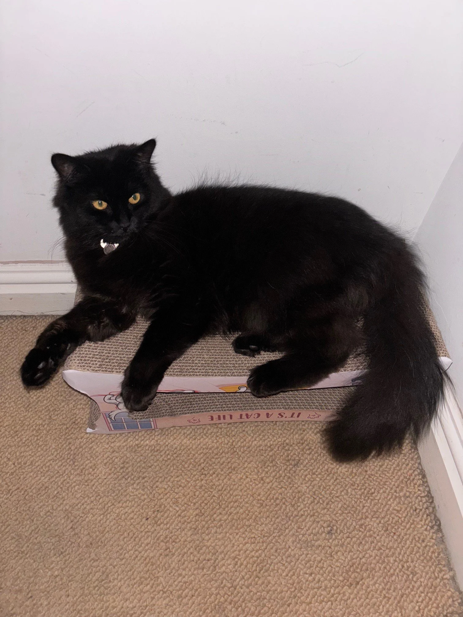 Black cat lying on a cardboard box on a beige carpeted floor, against a white wall.