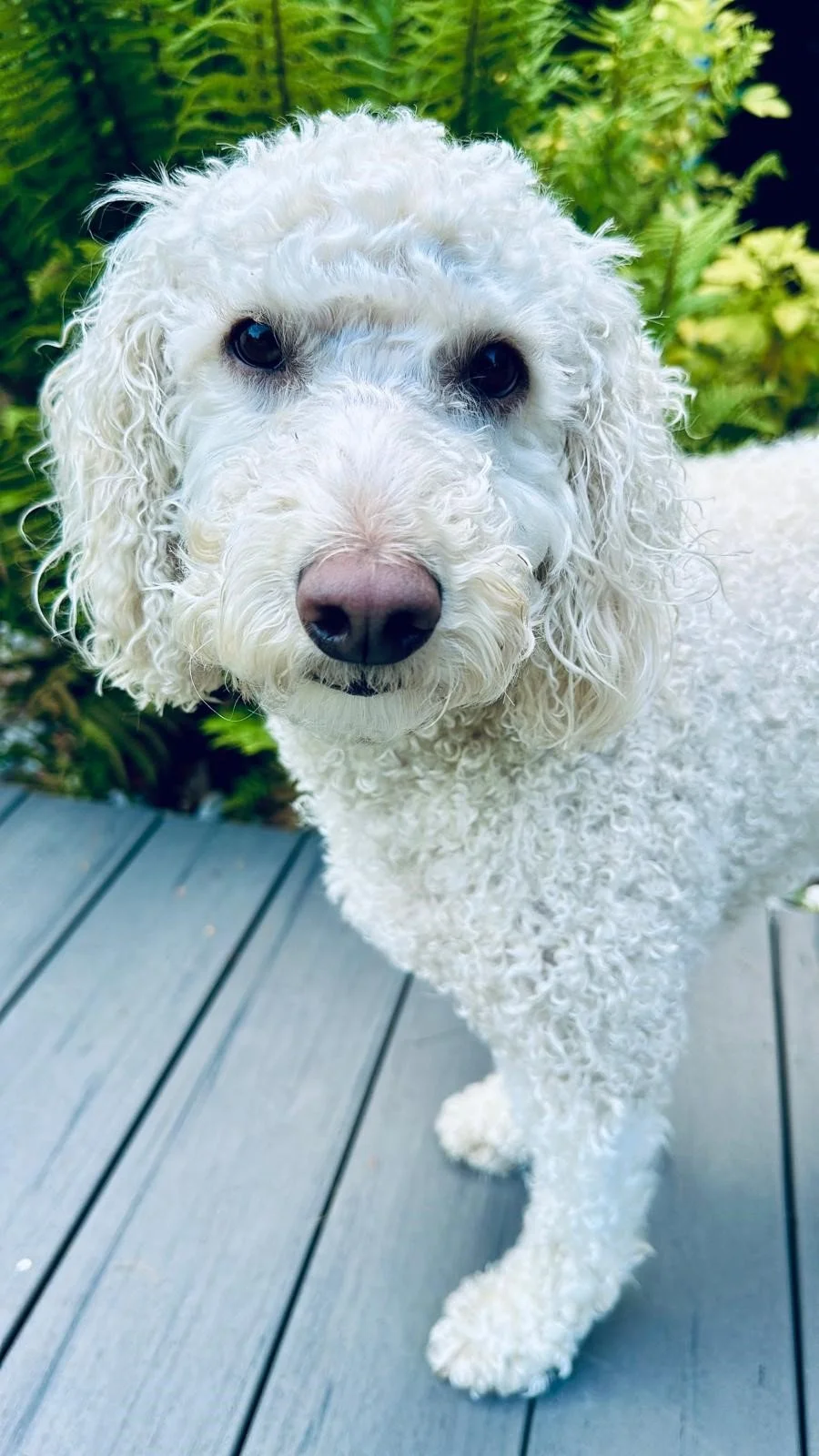 Close-up of a curly white poodle with wet fur, standing on a wooden deck with green plants in the background.