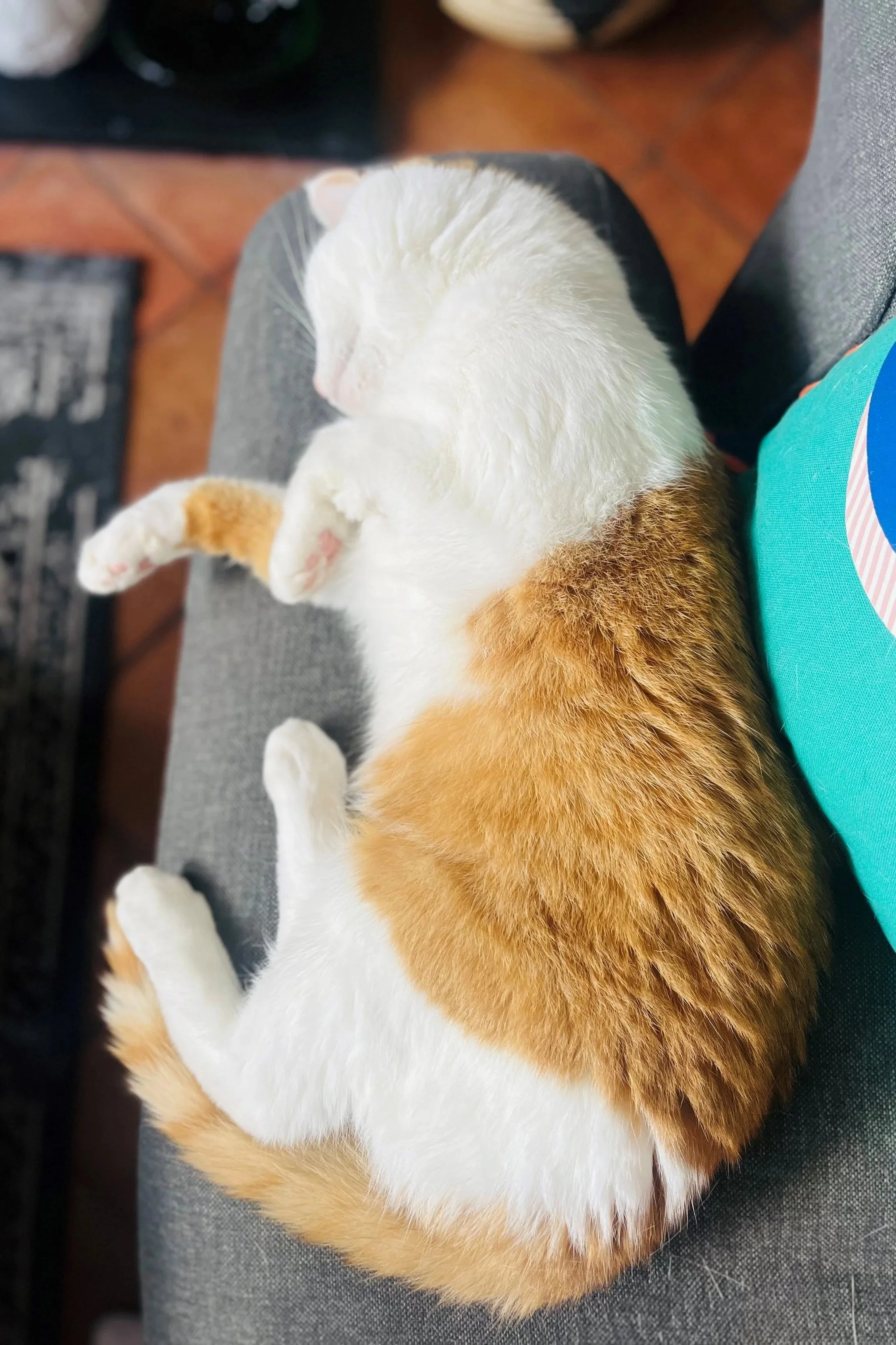 A calico cat lying on its side with a white, orange, and black coat, sleeping on a gray cushion.