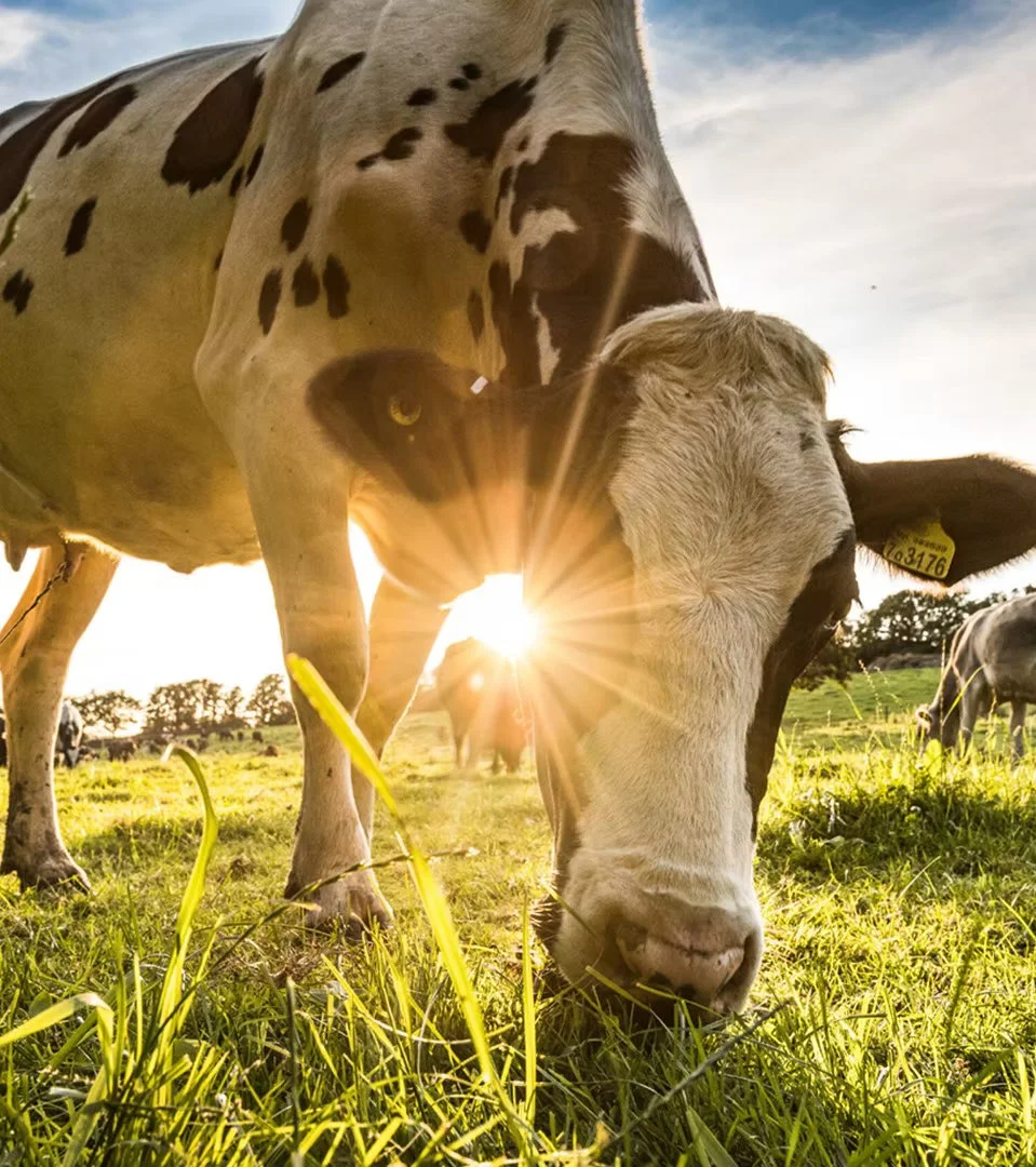 CDC_Cow.jpg.jpeg