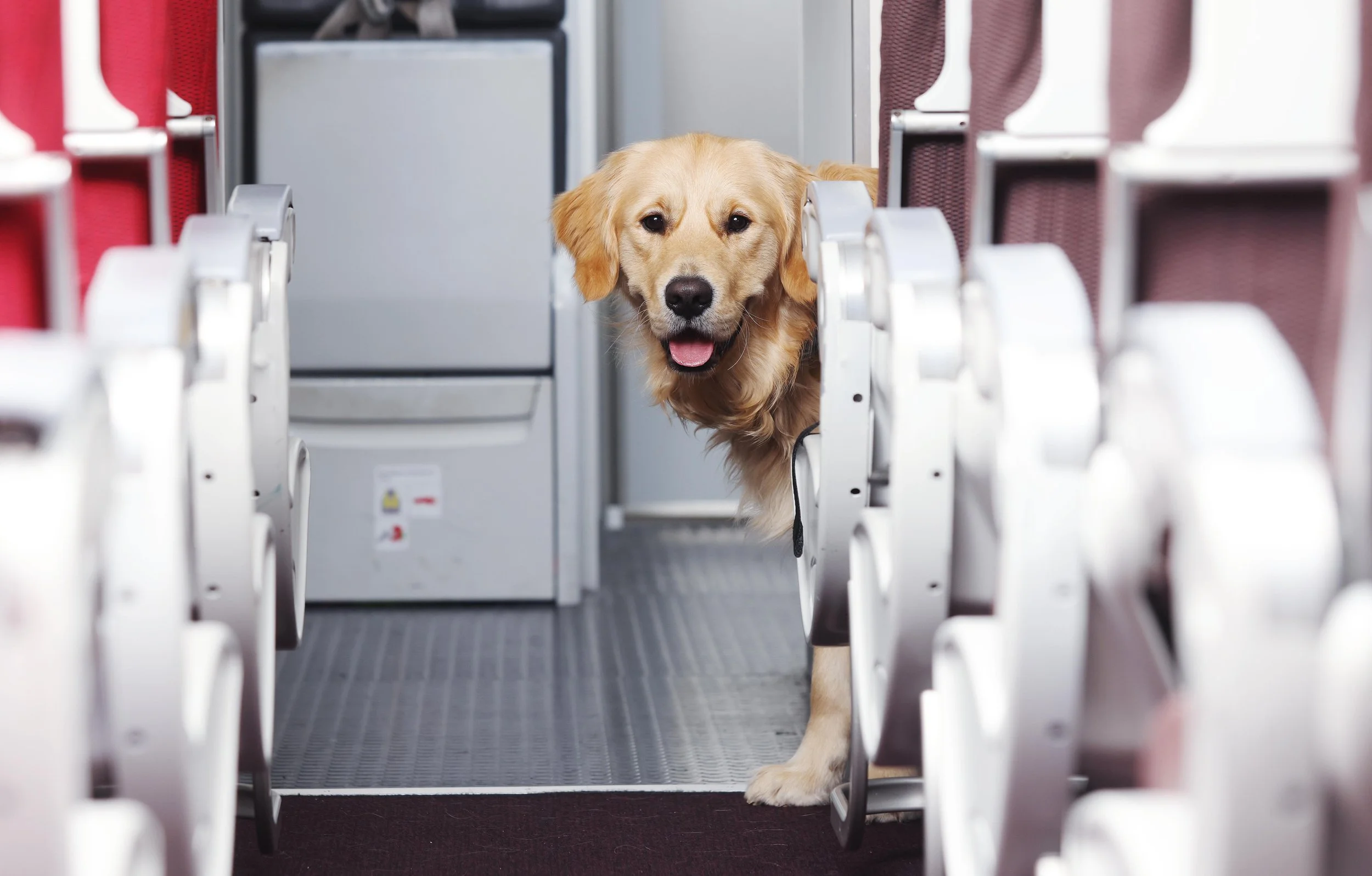 Virgin_Atlantic_Guide_Dogs_Partnership_.jpeg