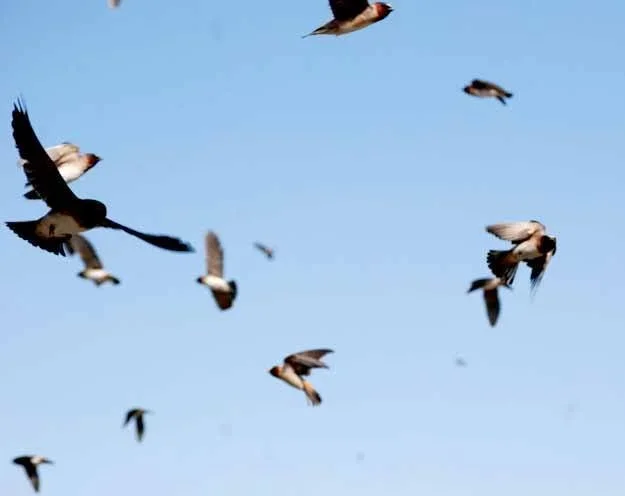 birds.webp