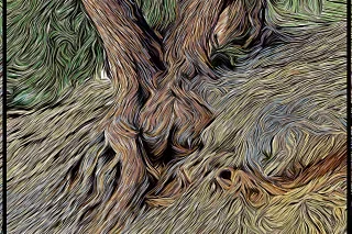 Roots (Copy)