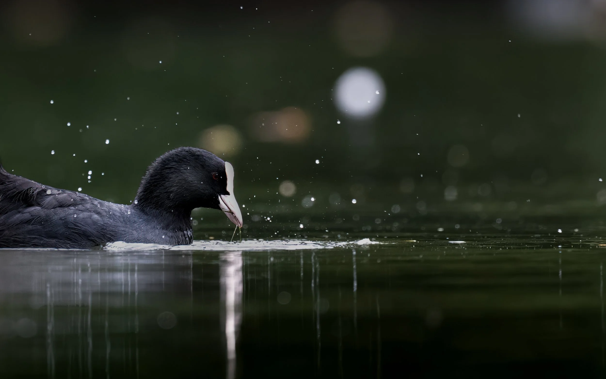 Coot (2 of 2) - Faversham, Kent.