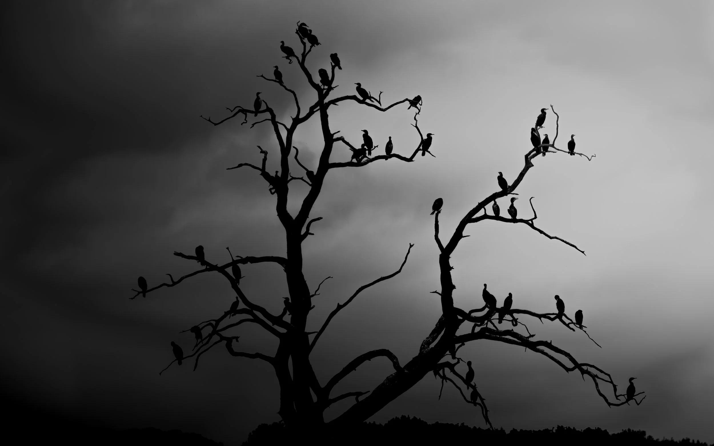 The Cormorant Tree - Manton Bay.