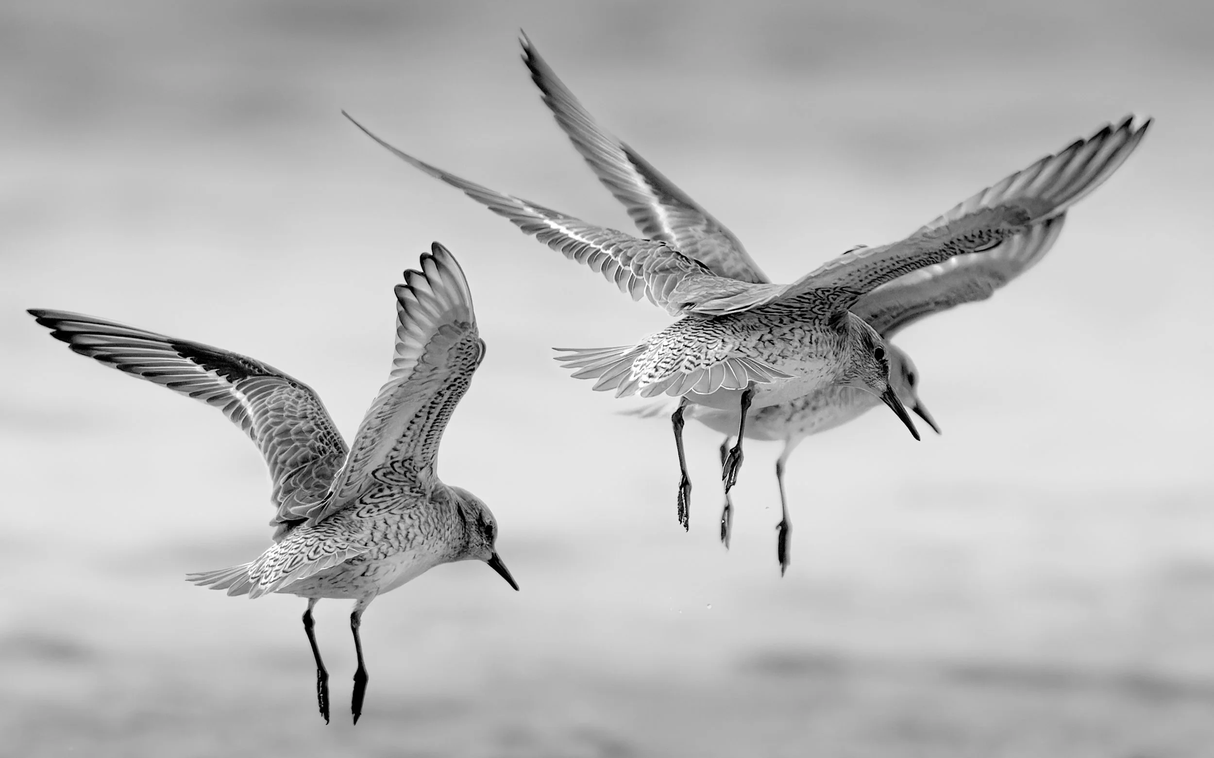 Dunlin - North Kent.