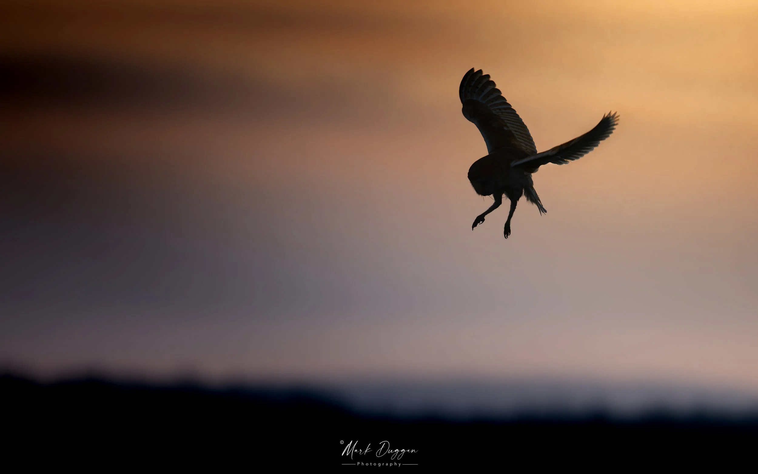 Low-light Hunter: A Barn Owl at sunrise on the look out for field voles.
