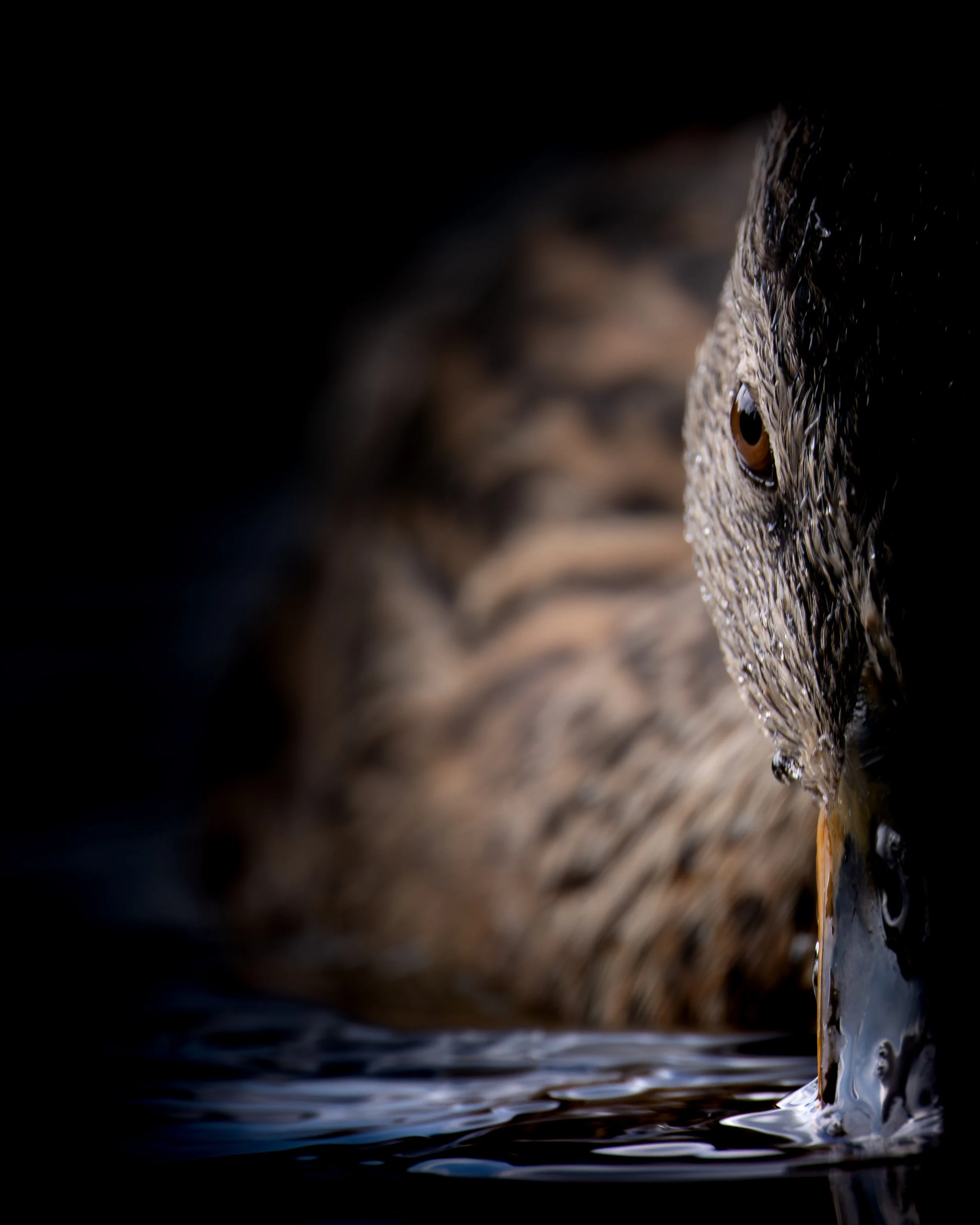 Mallard Juvenile - Faversham, Kent.