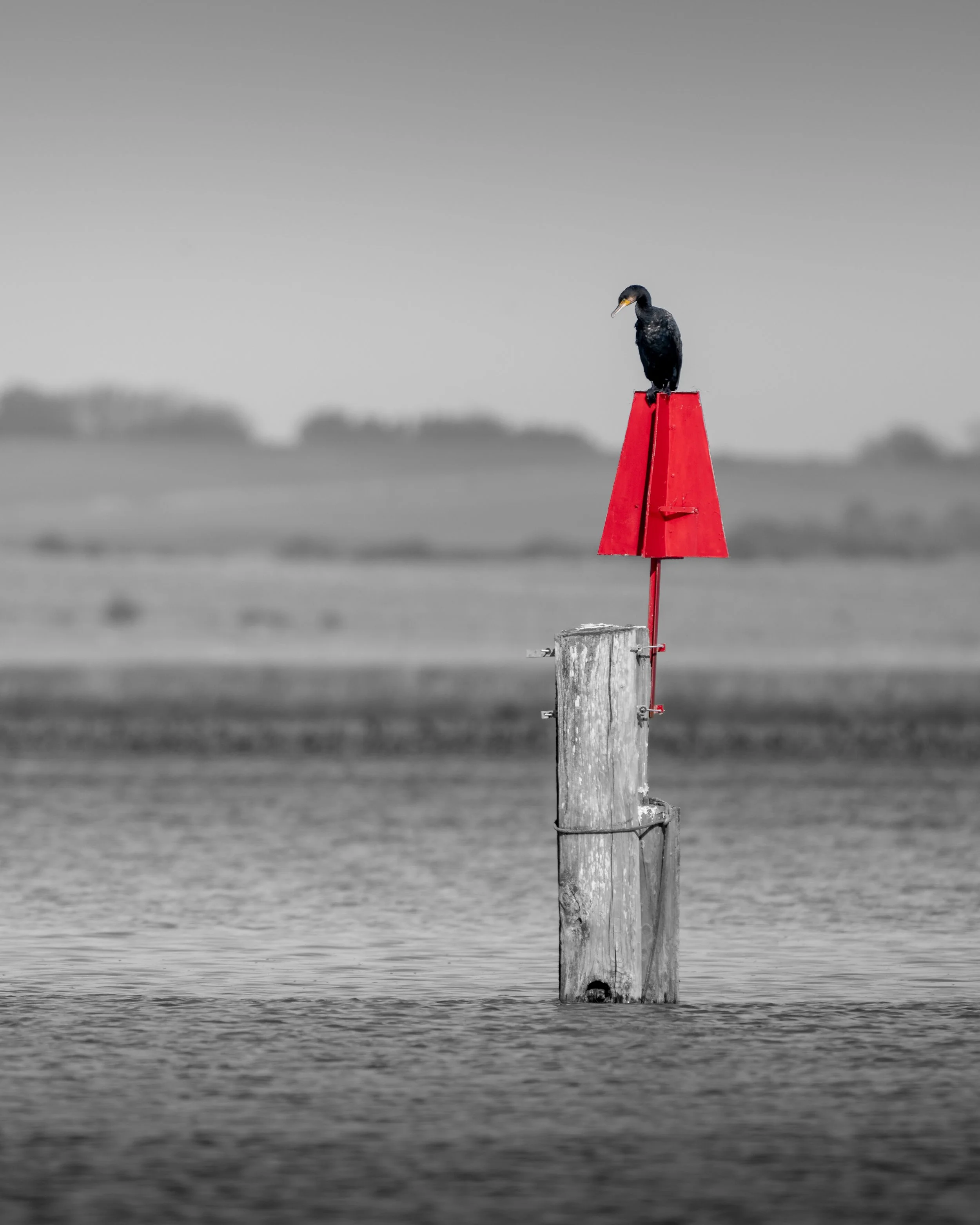 STOP ON RED II: Cormorant - Swale Kent.