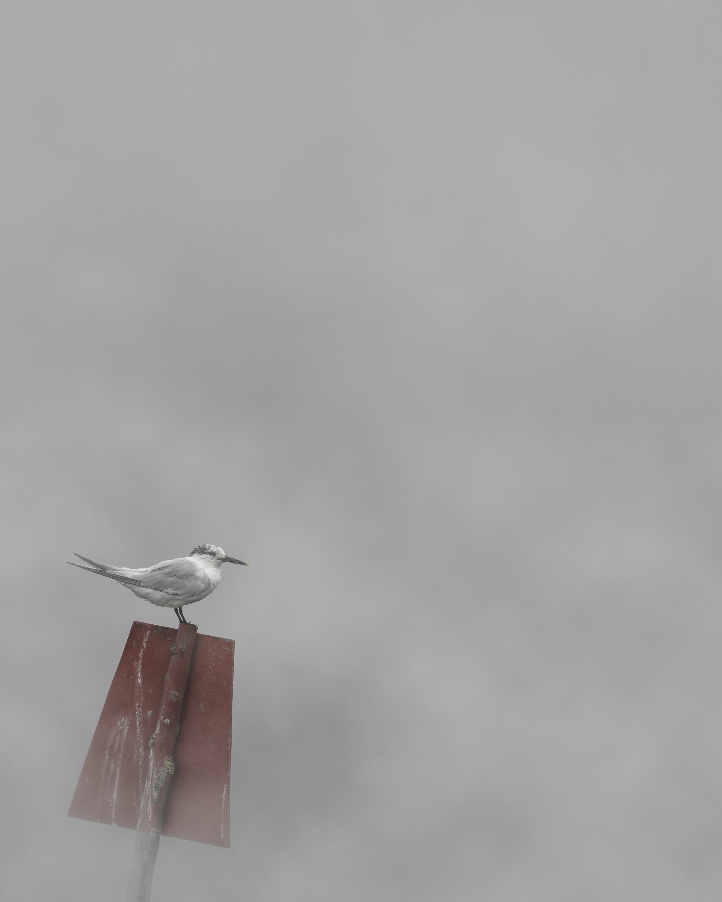 STOP ON RED I: Sandwich Tern - Poole Harbour.