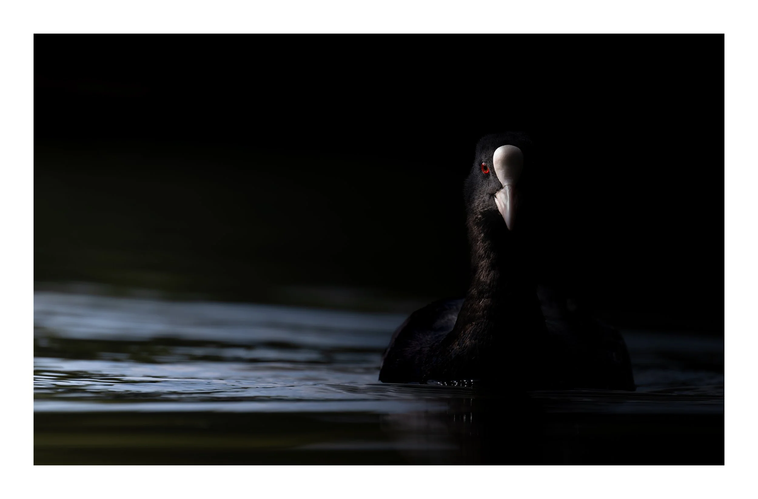 Coot (3 of 3) - Faversham, Kent.