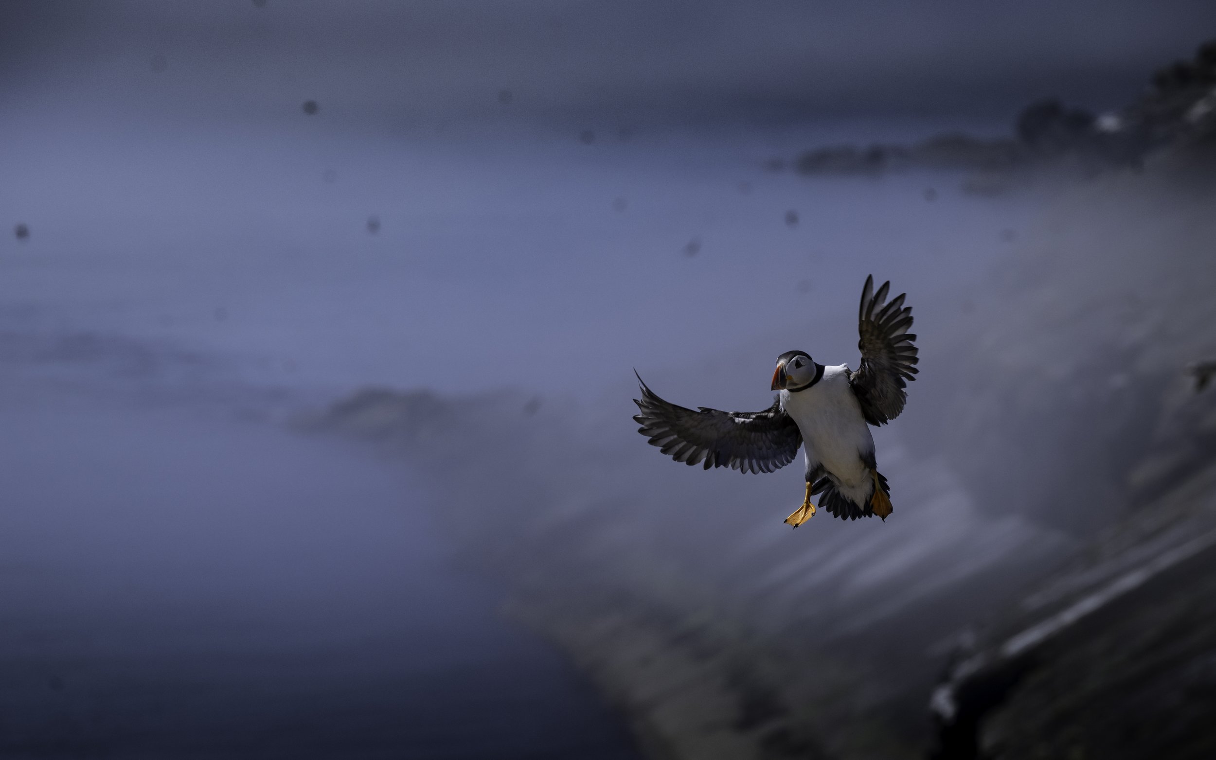 Atlantic Puffin - Skomer Island, Wales.